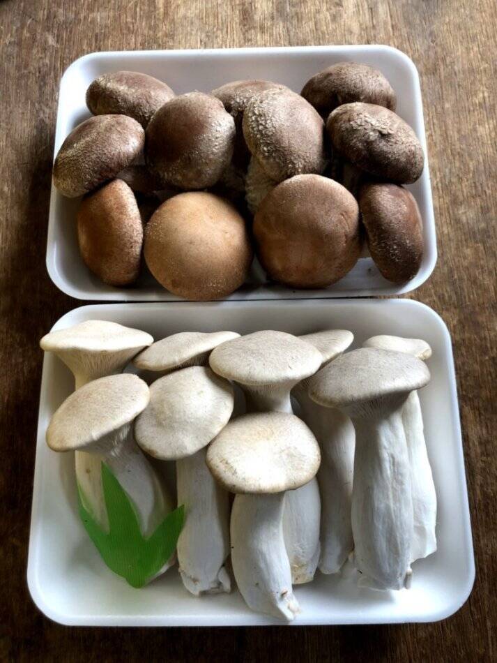 エリンギページ オーガニック】採れたて！！「エリンギ」「紅富士茸」セット【食べ比べ