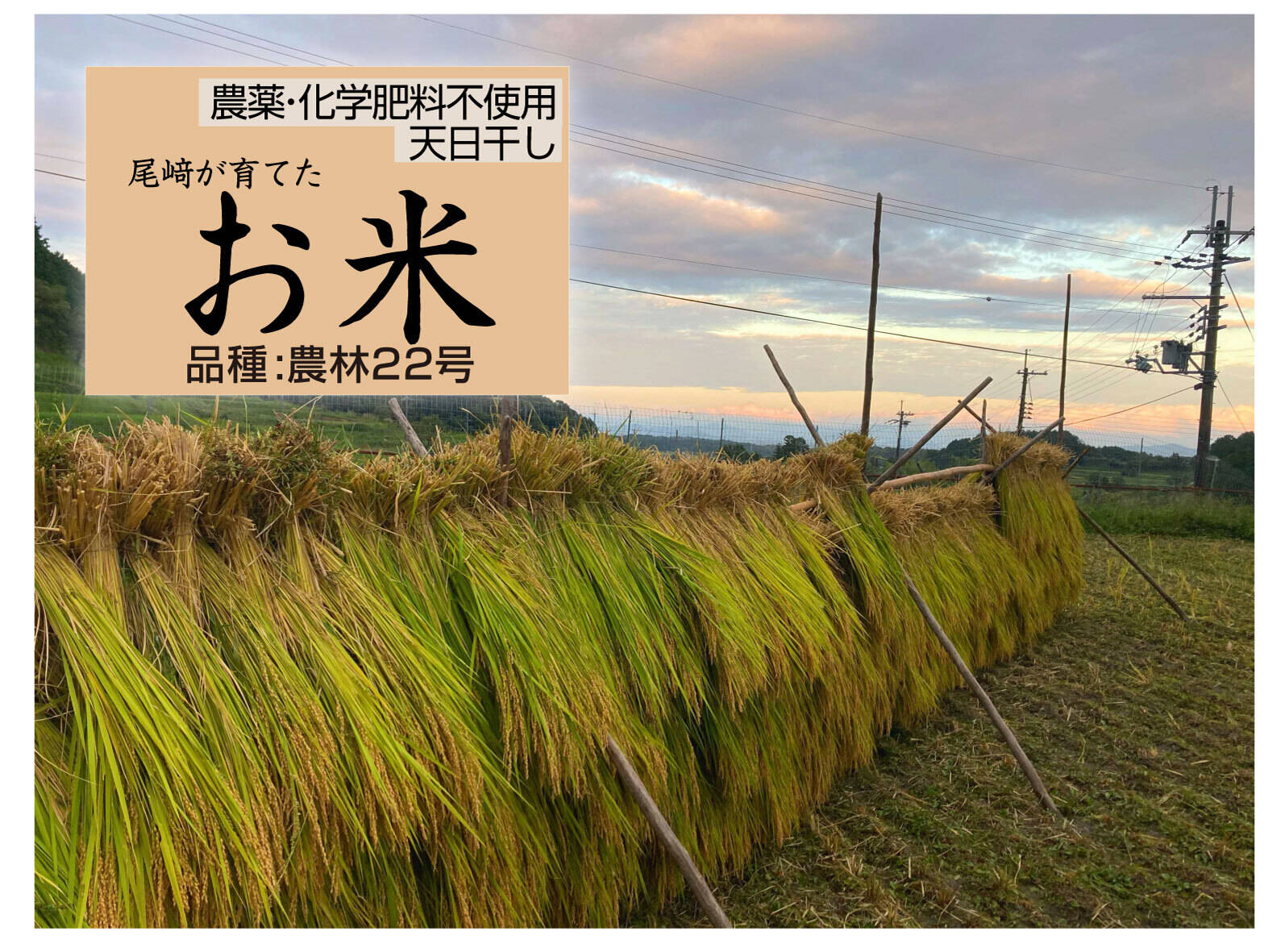 新米専用天日干し 天日干し 令和五年収穫 岡山県産 ひのひかり 玄米20㌔(精米可能