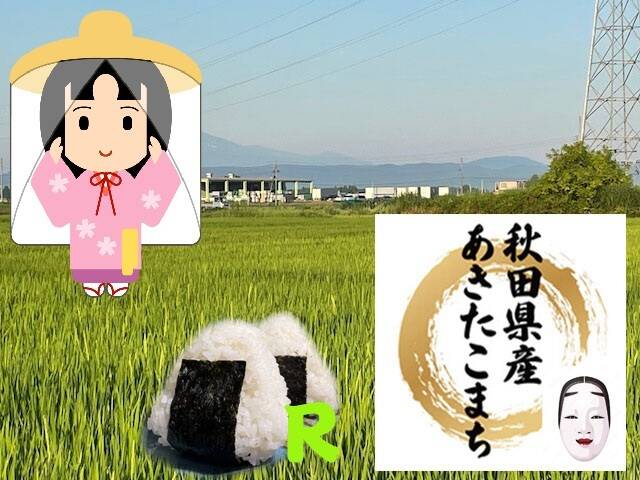 令和8年新米】秋田県産あきたこまちR「玄米」20kg：秋田県産の