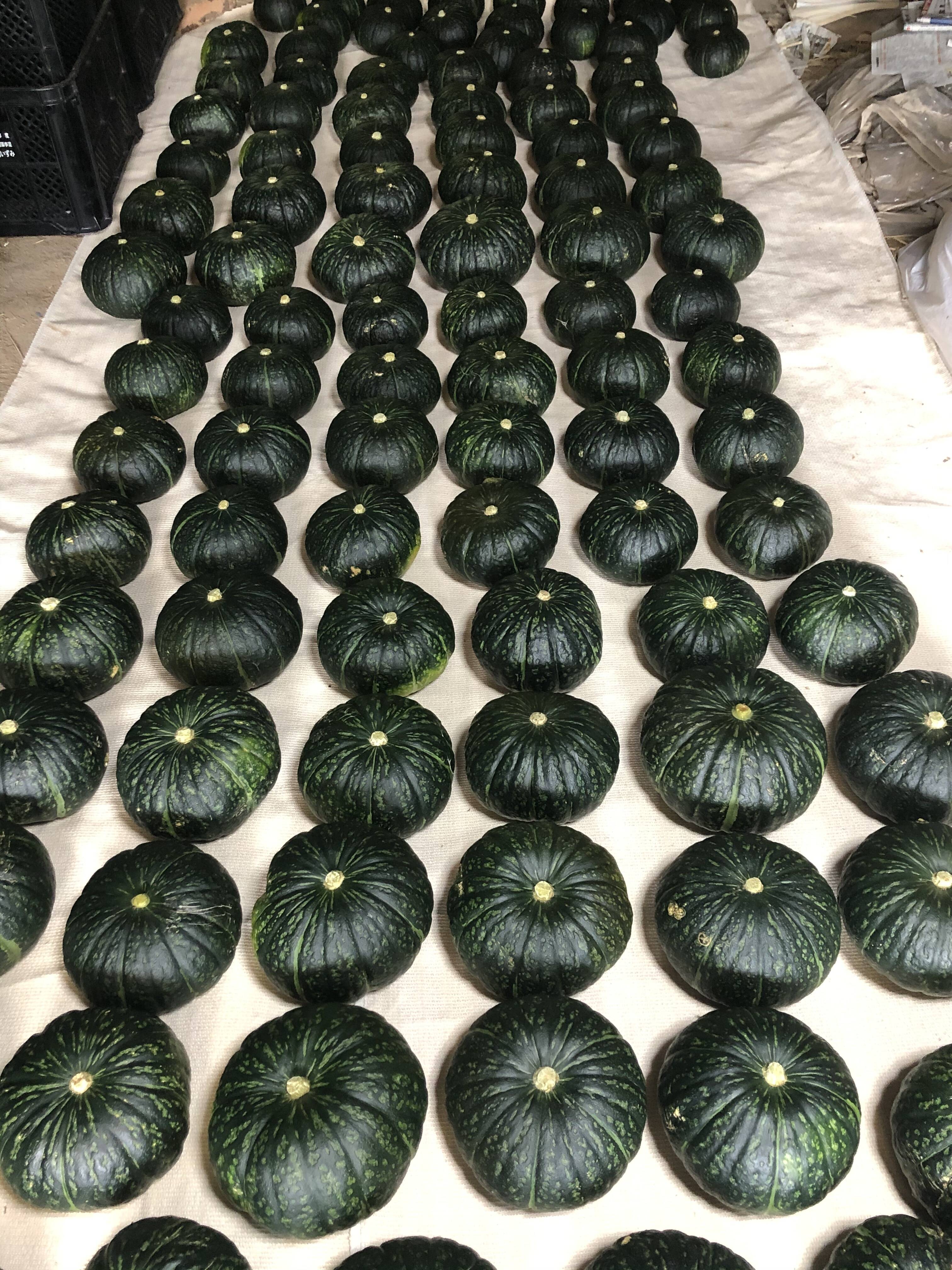 秋場さんの無肥料かぼちゃ１.5kg
