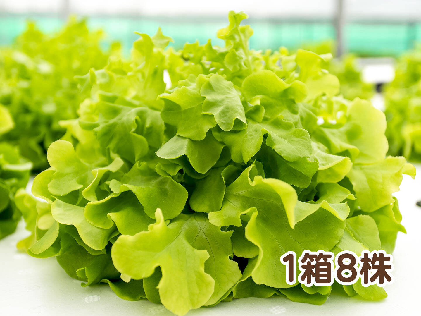 【アクアポニックス産】朝採れ新鮮ふわふわオークリーフレタス!「グリーンフラッフィ」1箱8株(1株約50~100g)【おいしい八百津推奨品