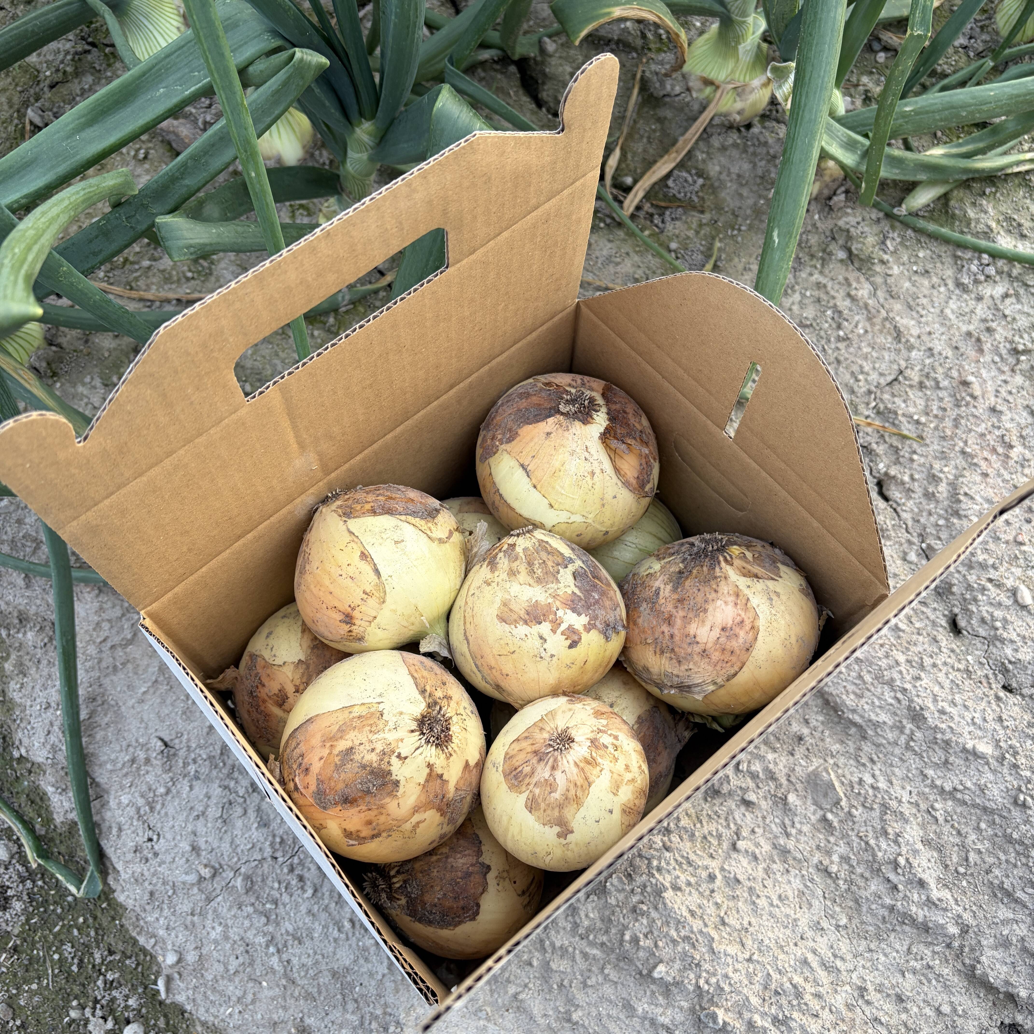 とにかく甘い！淡路島 新玉ねぎ 品種:七宝（秀品・3kg）：兵庫県産の