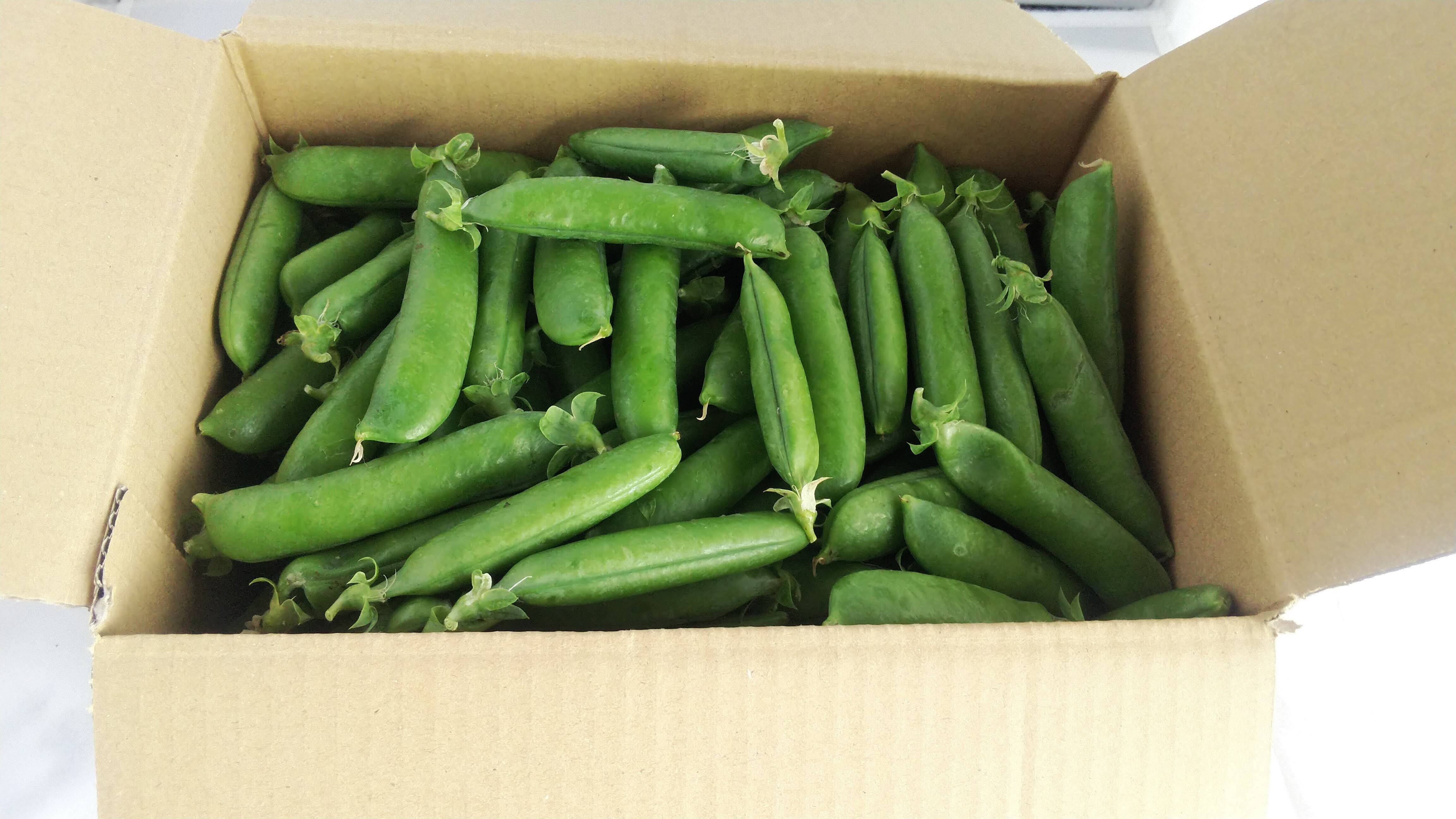 安心の日本製 えんどうまめ様 ご専用ページ ハンドメイド キッズ ベビー 格安店 Www Value Net Co Jp