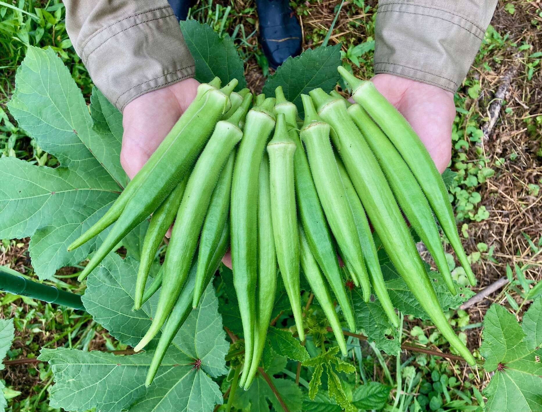 自然栽培の採りたて『島オクラ』約30本・約500g【数量限定】：群馬県