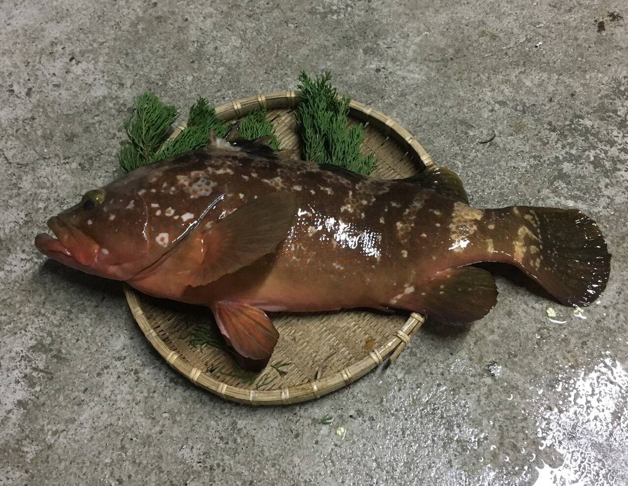 今が旬 幻の魚 ｱｺｳ ｷｼﾞﾊﾀ 2kg前後 即発送 香川県産 食べチョク 農家 漁師の産直ネット通販 旬の食材を生産者直送