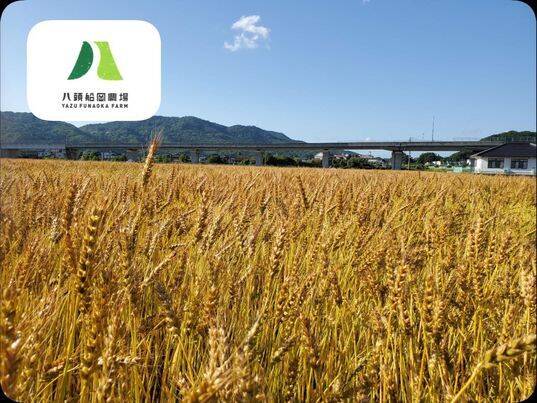 令和6年長野県産小麦30キロ（ユメセイキ）規格外（整粒不足）