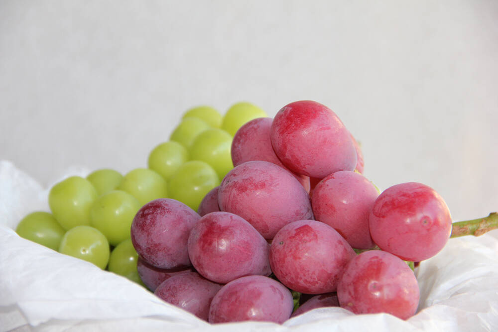 500円引き】クイーンニーナ・シャインマスカット約950g（各1房）／出店