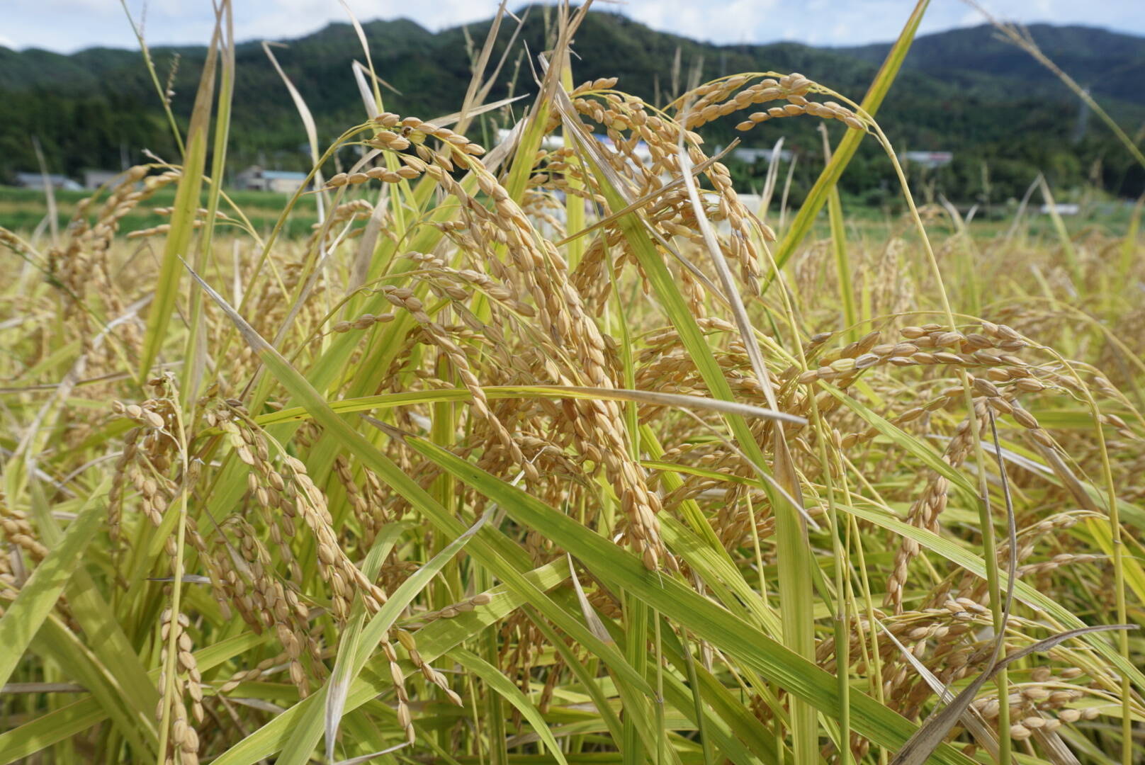 令和8年 新米」特別栽培米 コシヒカリ 20kg 農薬不使用 有機肥料