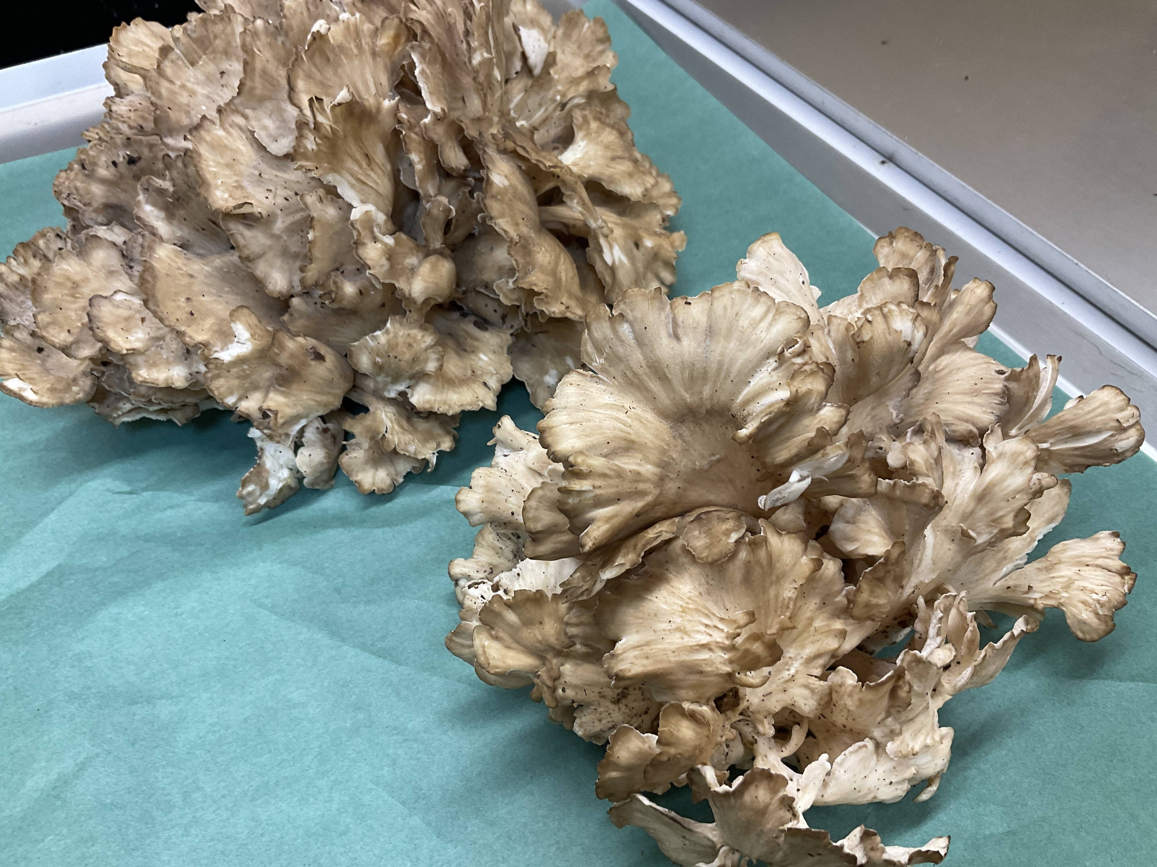 天然茸】天然舞茸/まいたけ/旨味と食感が最高/香り爆発/900g