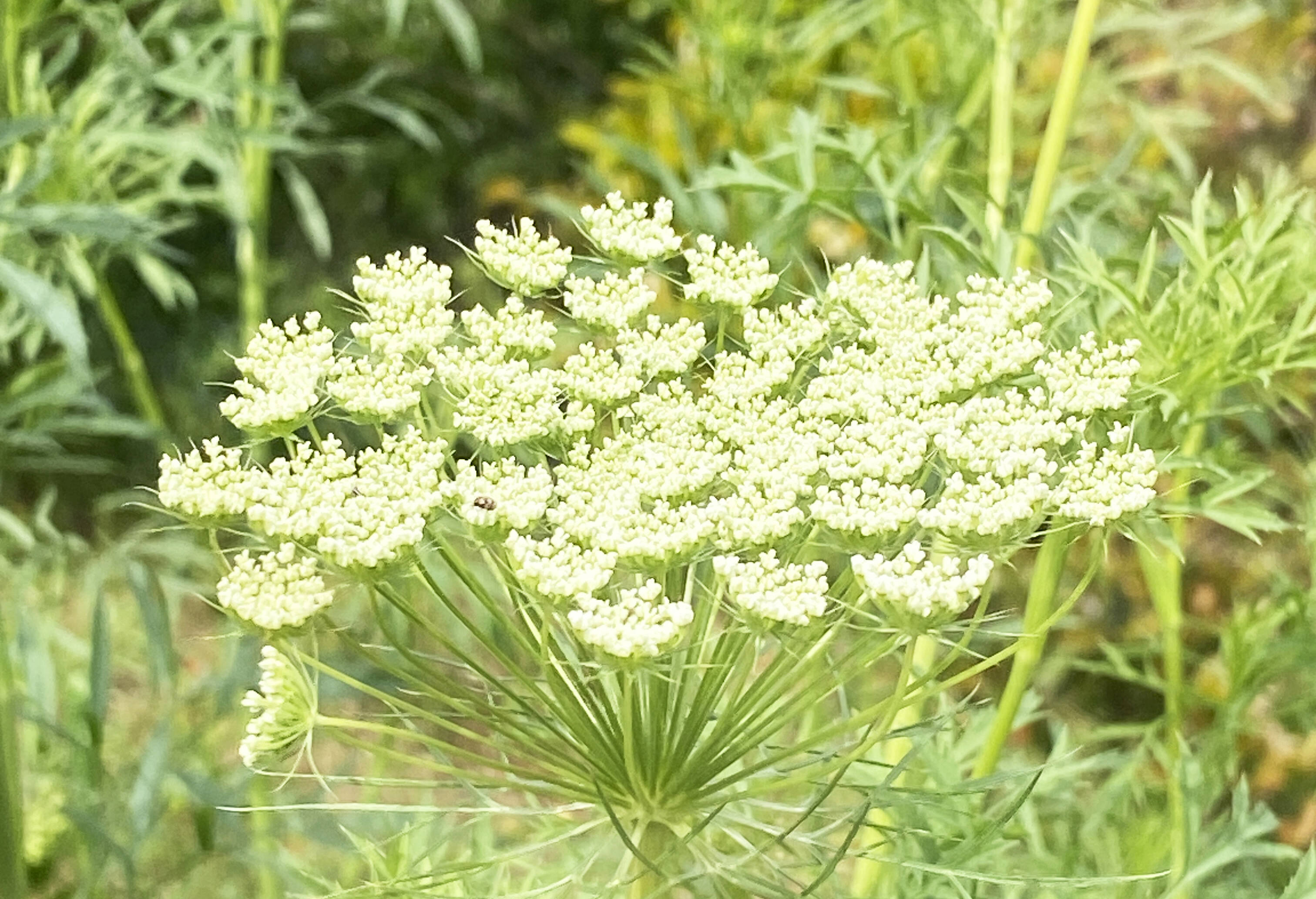 10本／レースフラワー】派手さはないけれど清楚で上品な花、「可憐