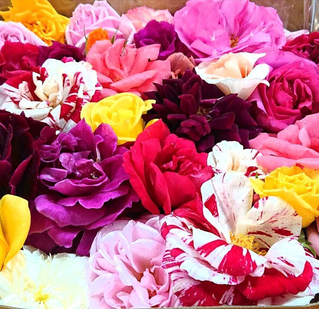 まるで宝石箱！フラワーボックス(30輪程度)天使のバラ🄬：大分県産の