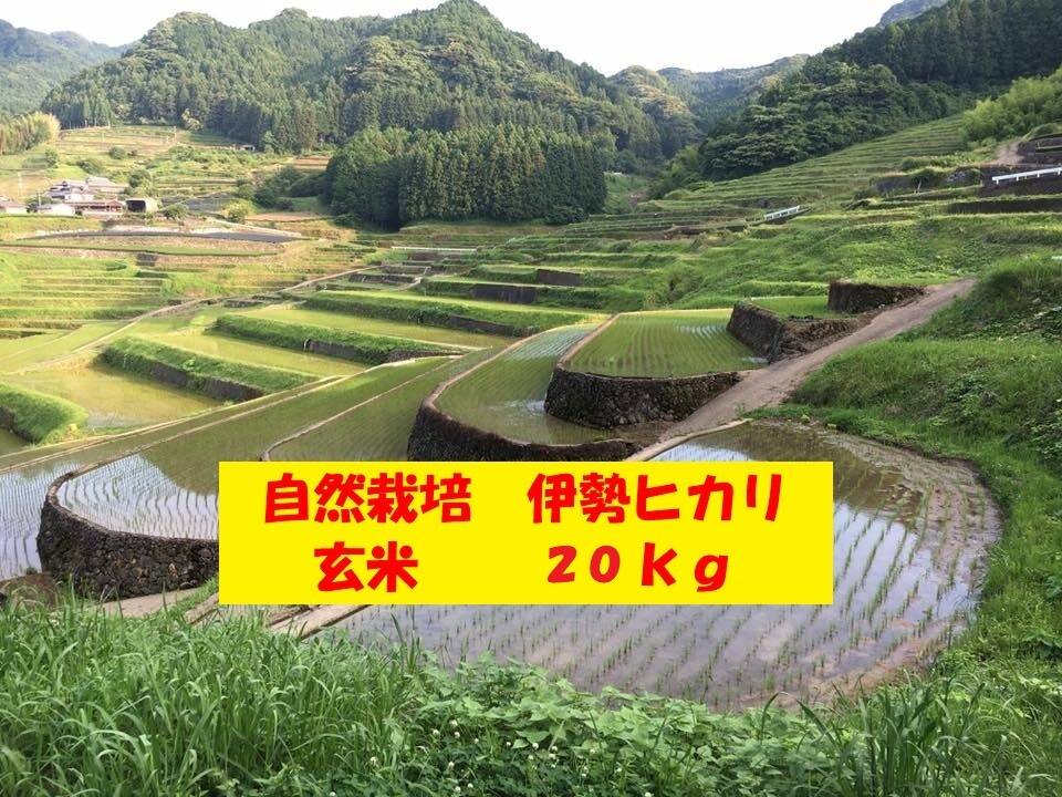 無農薬!自然栽培!農家直送!令和元年度佐賀県産!「伊勢ヒカリ」玄米 ...