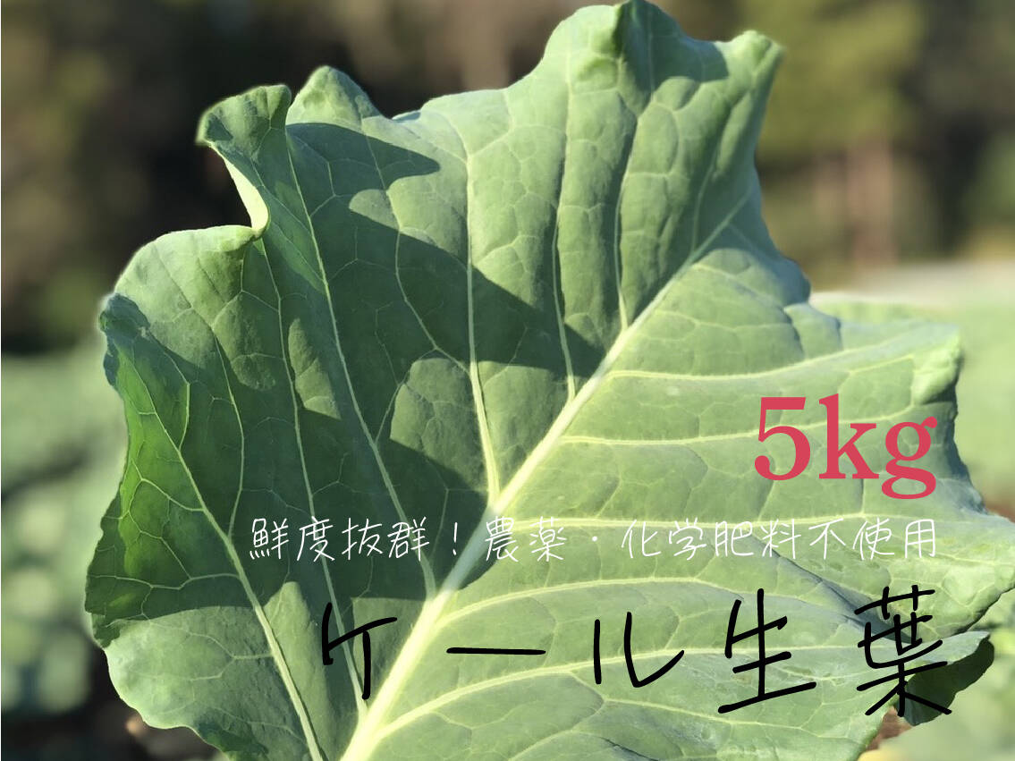 【まとめてお得】農薬・化学肥料不使用栽培のケール【５ｋｇ 5500