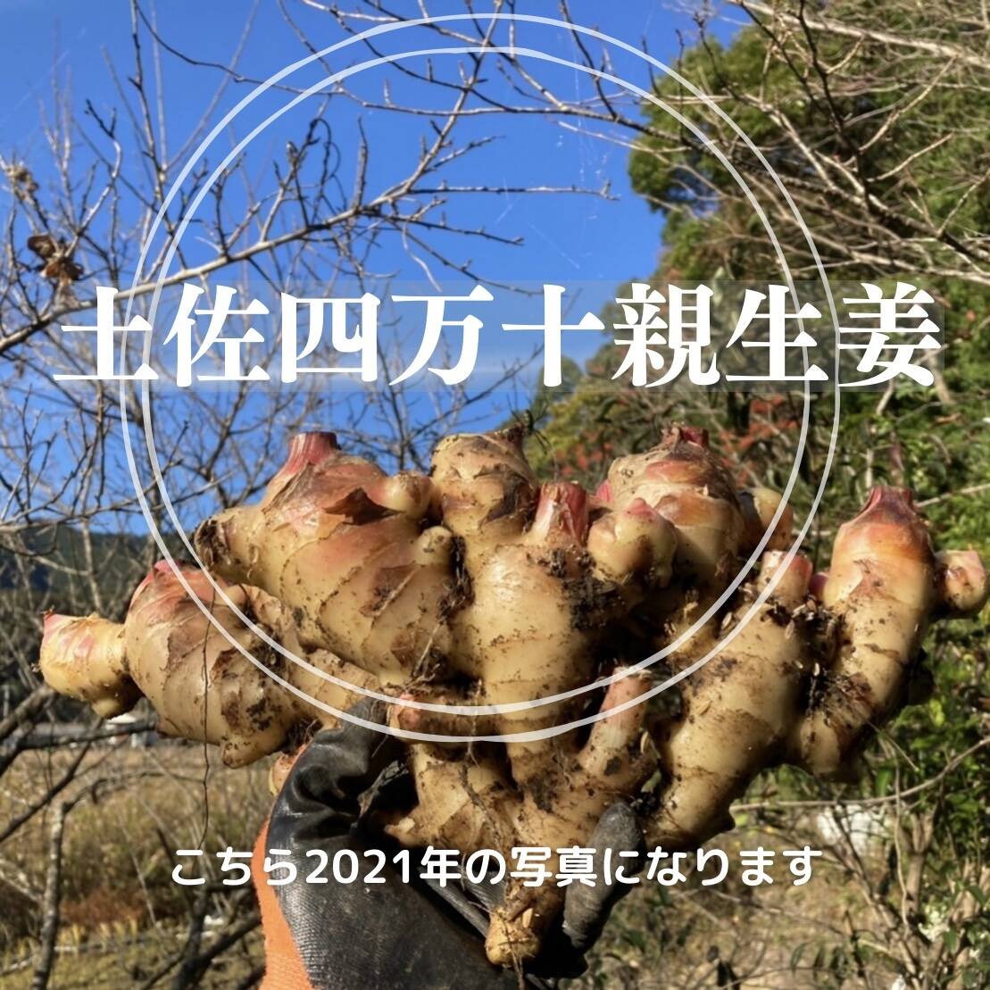高知土佐四万十親生姜 800g【栽培時農薬不使用・化学肥料不使用