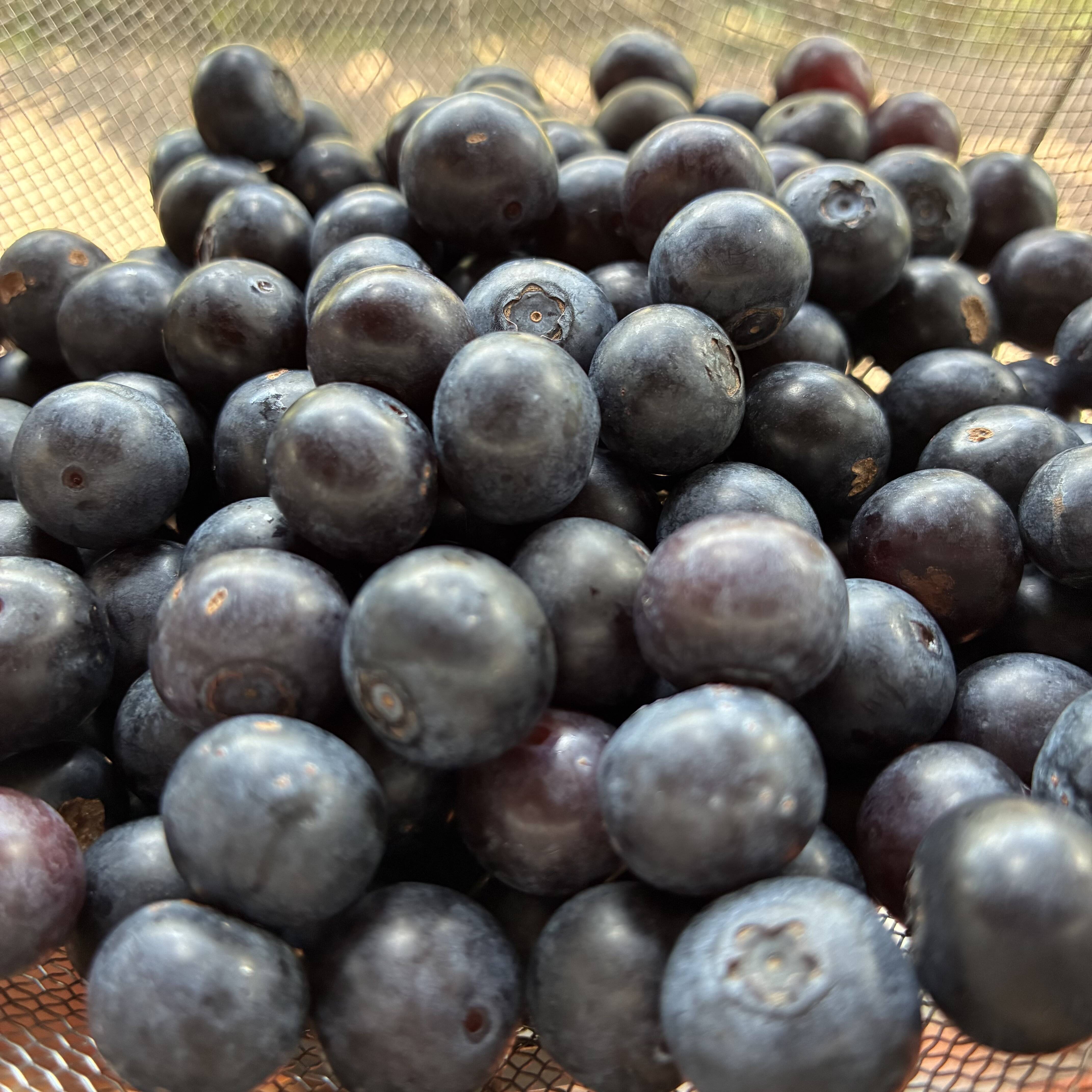 完熟収穫！冷凍ブルーベリー500kg 栽培期間中農薬化学肥料不使用：茨城