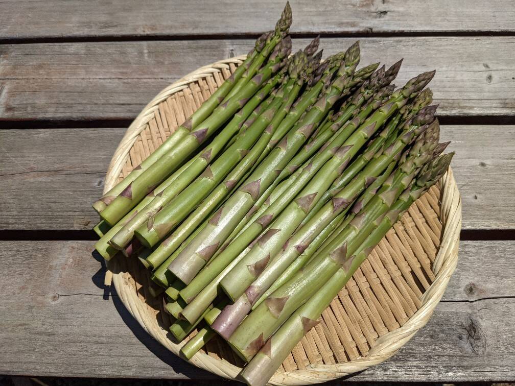 北海道(オホーツク)産朝採りアスパラ　A品B品ミックス　5キロ 北海道のみずみずしい朝採り有機アスパラガス（1kg）B品：北海道産の