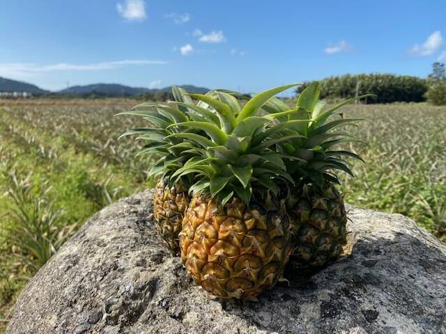 農薬節約栽培パイナップル（ピーチパイン） 小玉 3個 450g〜550g