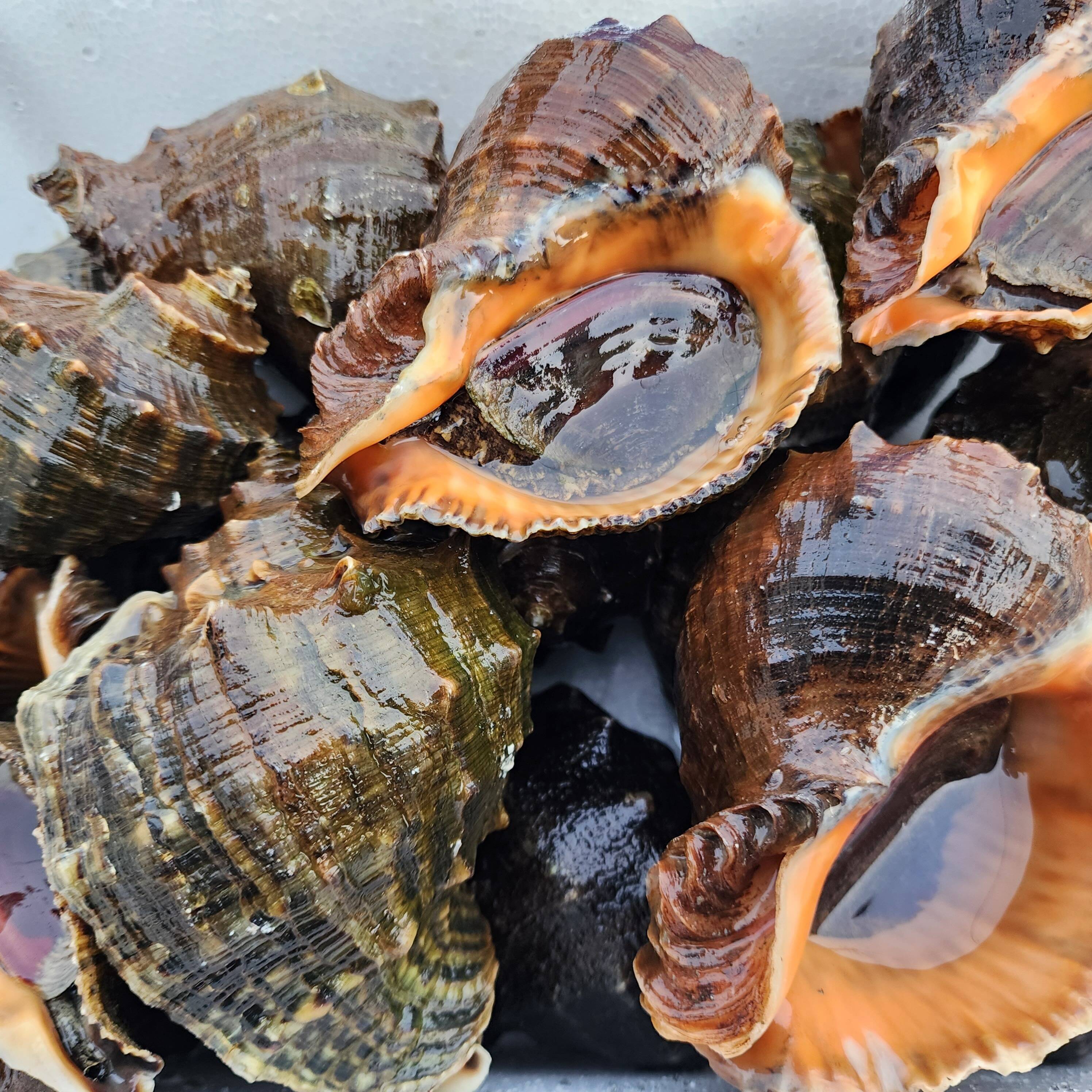 天然！活アカニシ貝 1kg（目安：7〜10個）赤西貝 ニシガイ 西貝 ニシ貝