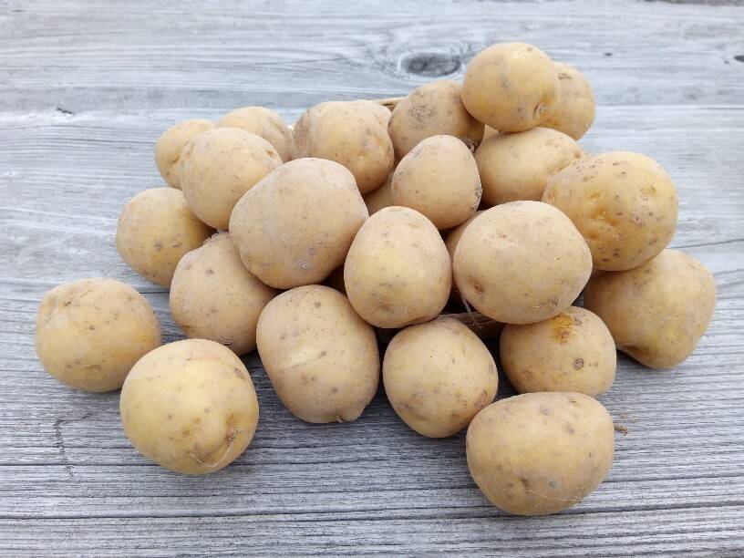 新鮮‼️掘り立て順次発送‼️徳島産新じゃがいもキタアカリML20
