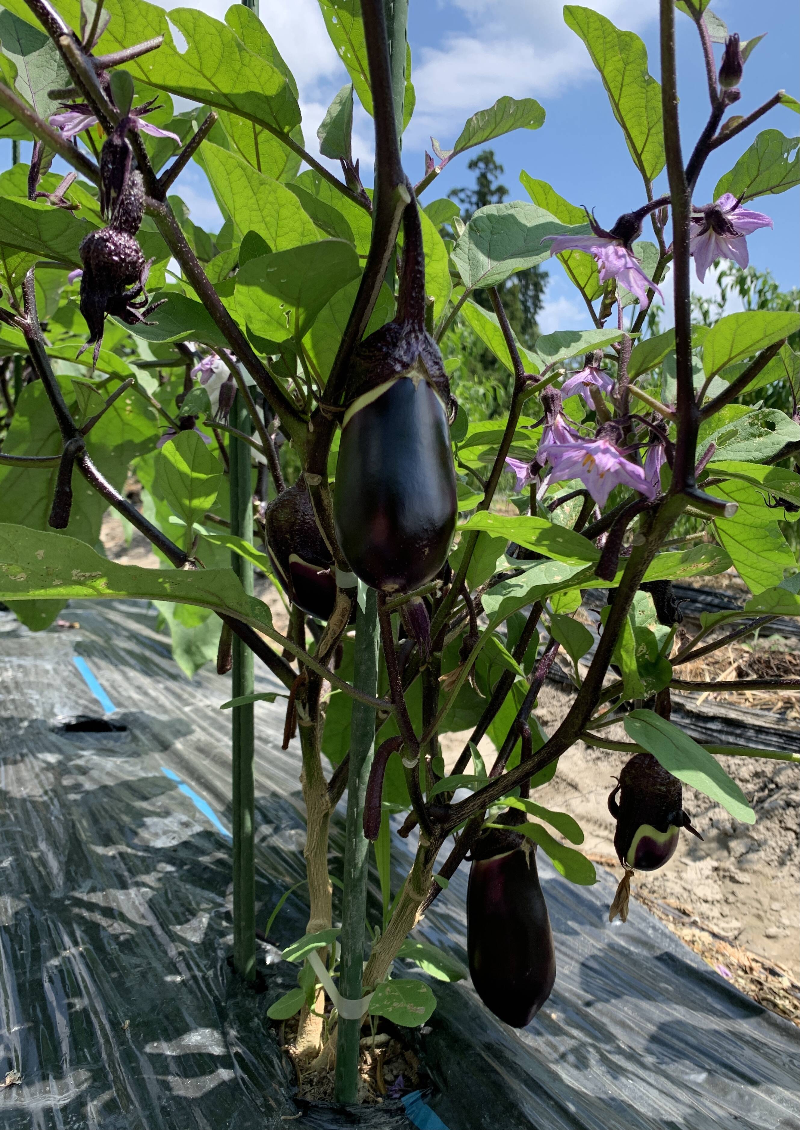 みずみずしさ抜群！薄皮で甘み多めの下田ナスを2kg：滋賀県産の下田