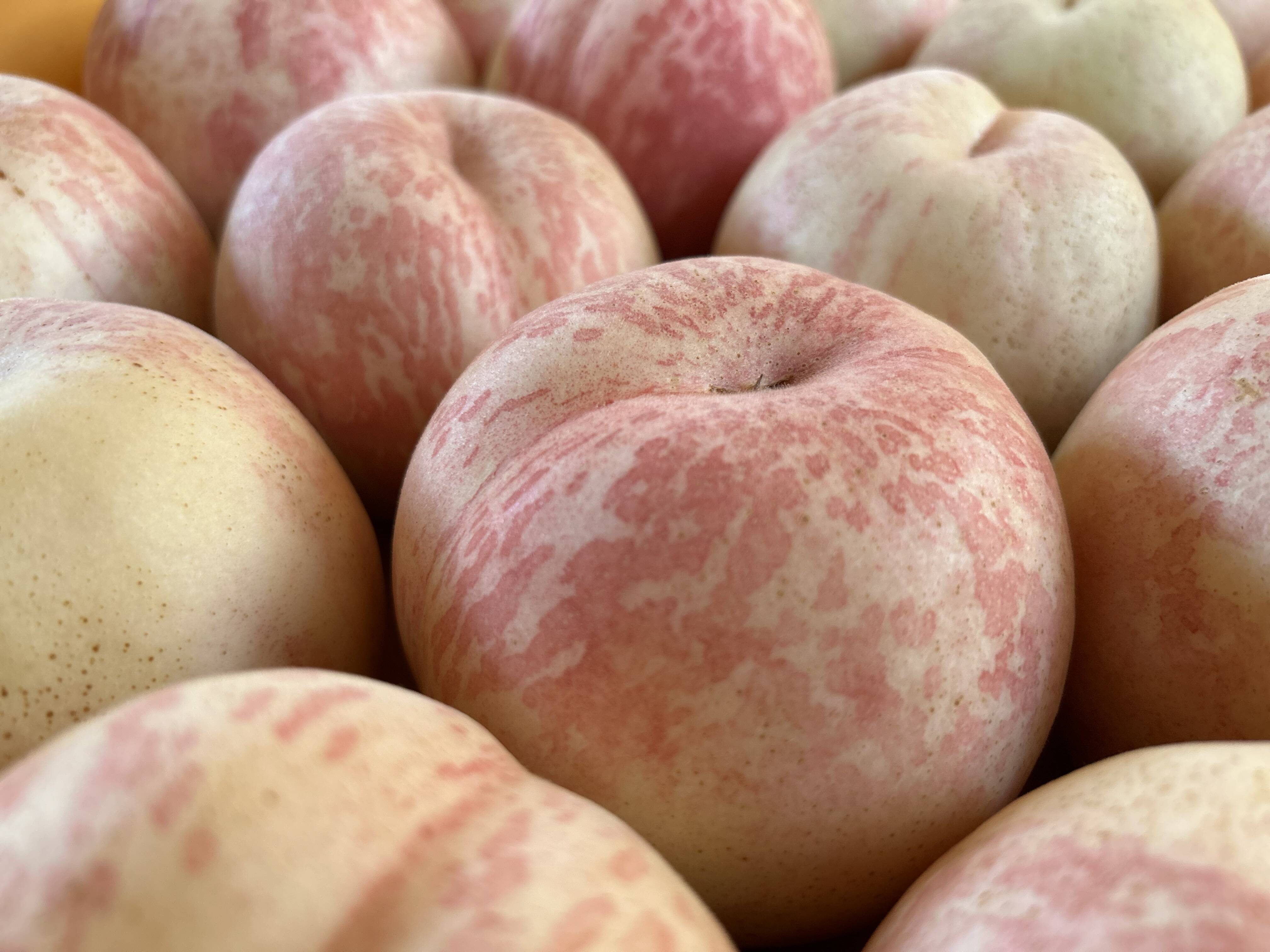 山形県産　桃11訳あり幻の桃シーエックス　箱込み約6キロ 山形県産 桃⑤訳あり幻の桃シーエックス 箱込み約6キロ 山形県産 桃11