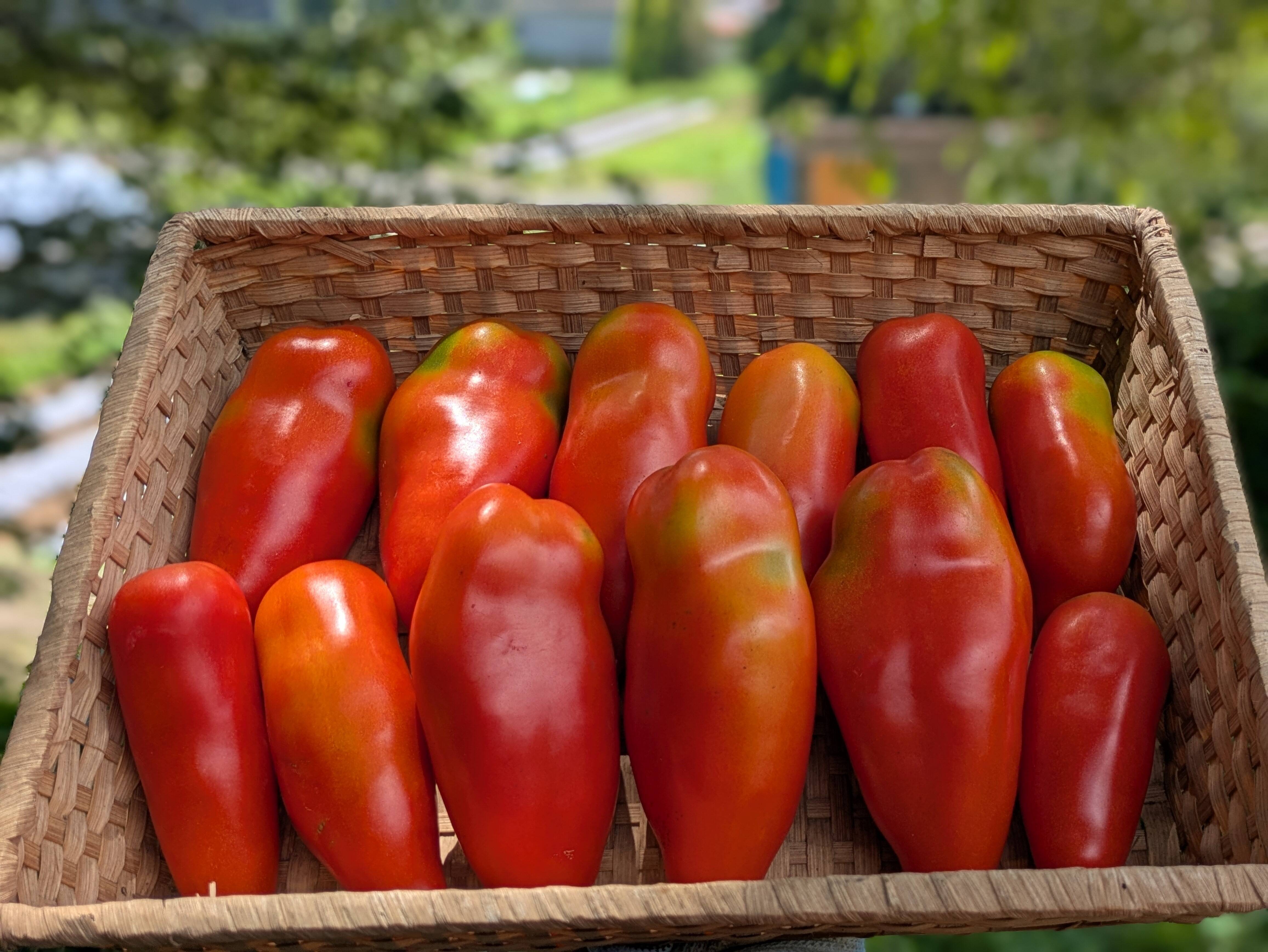 青いトマト　サンマルツァーノ　② 調理用トマト】旨みが強い！サンマルツァーノ（約2㎏）：宮城県産の