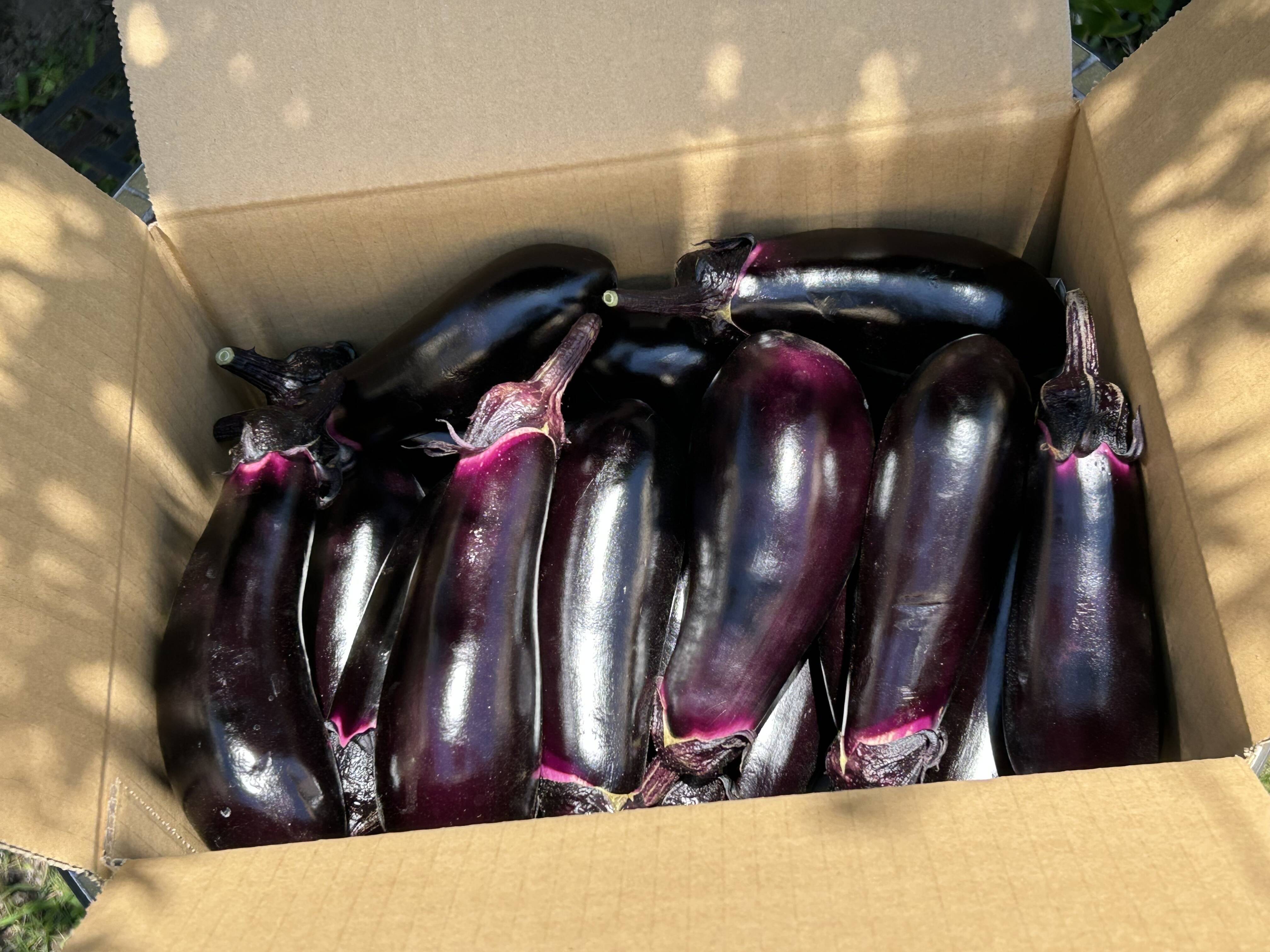 すずなり採れたて千両茄子！3kg：神奈川県産の千両｜食べチョク｜産地
