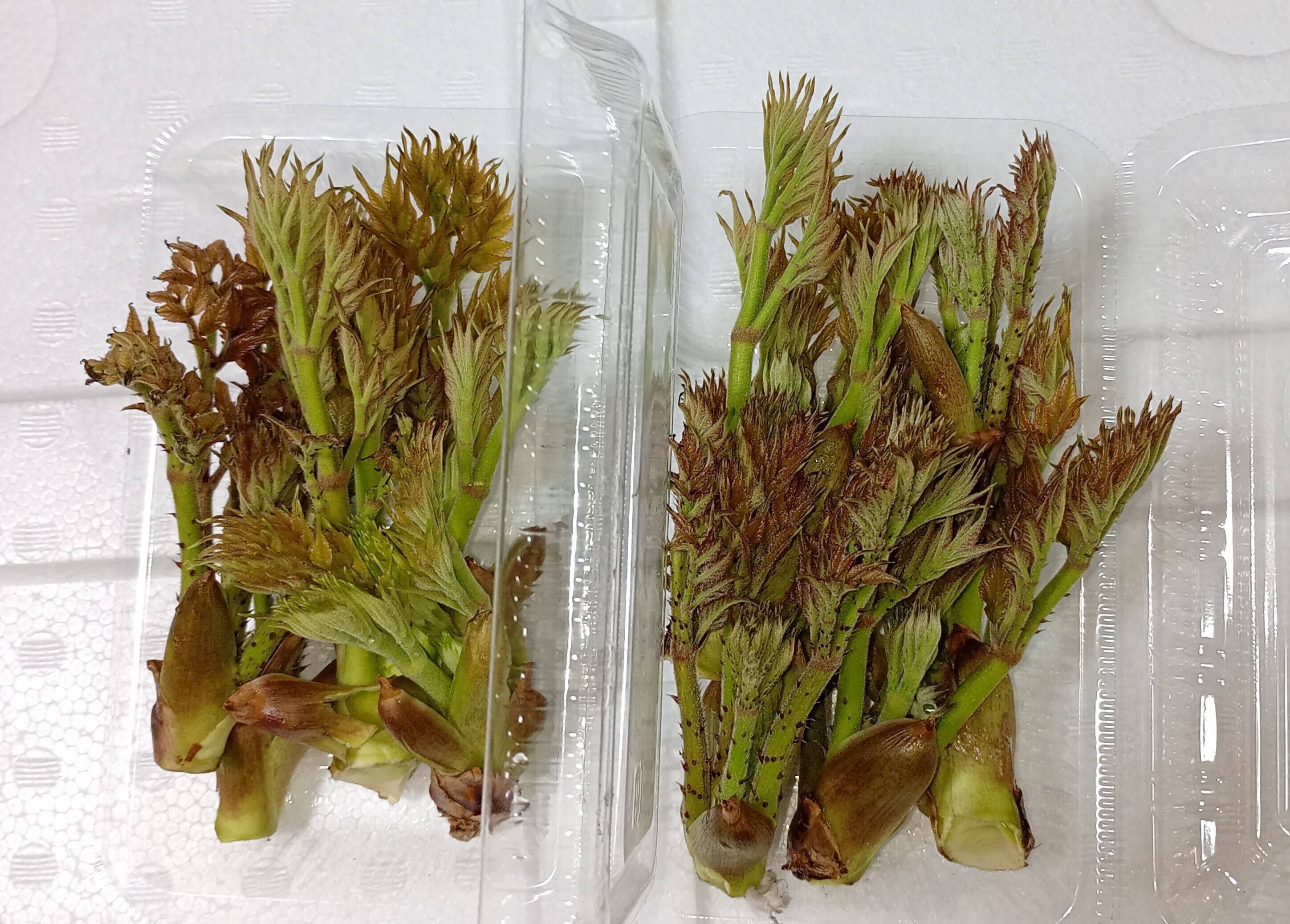 天然たらの芽　1・5kg タラの芽100g【天然・自生】：福島県産のタラノメ｜食べチョク｜産地