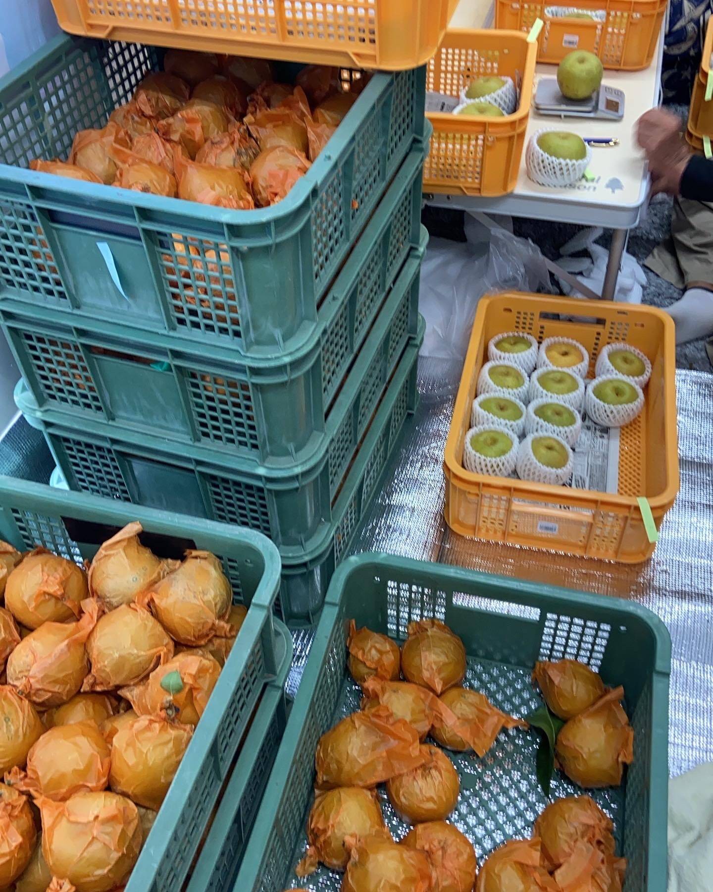 今が旬‼️幸水梨（約1.5kg）【ご家庭用】：岡山県産のその他梨｜食べ
