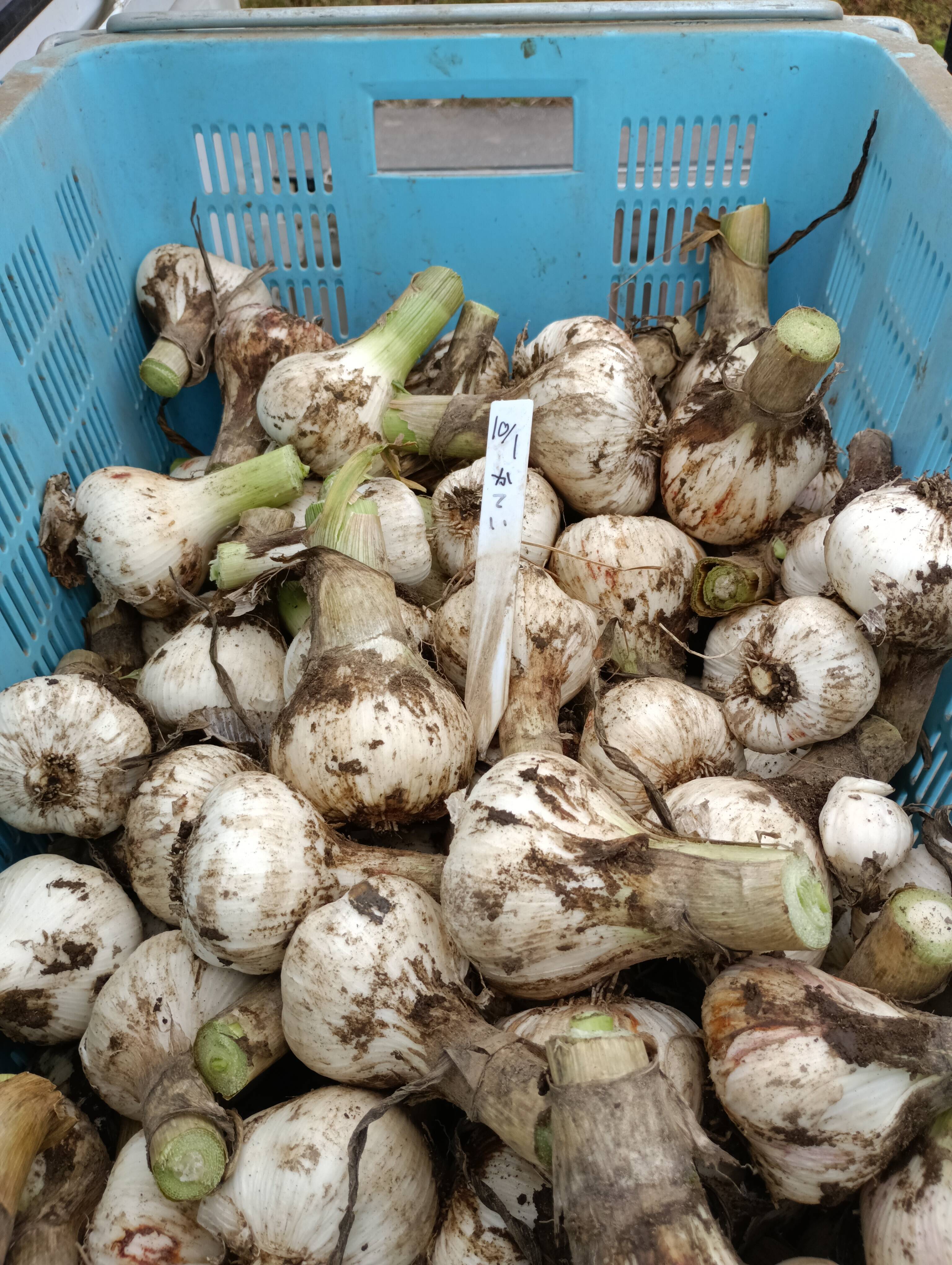 新鮮！青森出身の生産者が作った【にんにく】1kg：埼玉県産の野菜