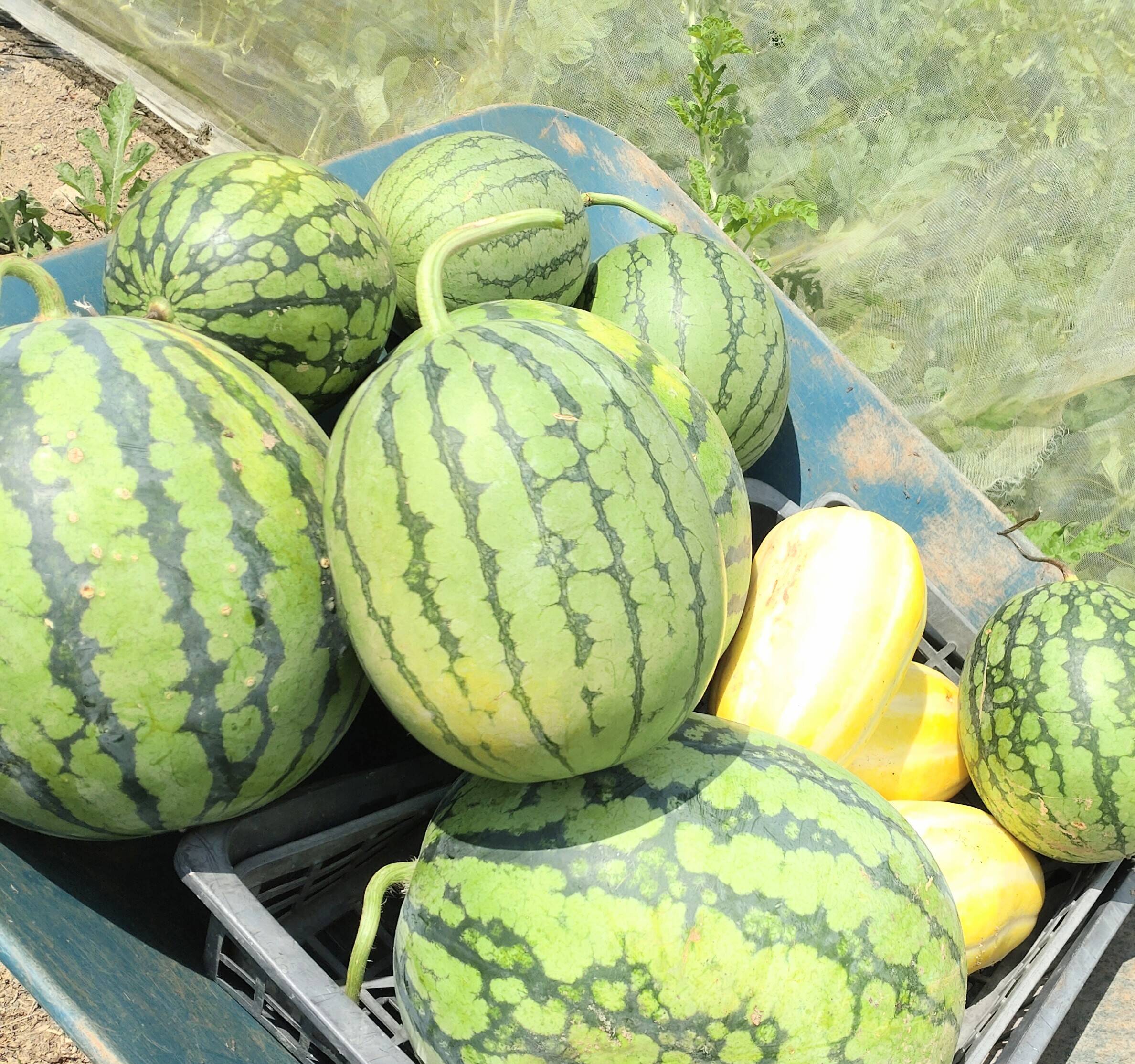 セット商品】「スイカ🍉2〜3kg 2個とマクワウリ1個のセット