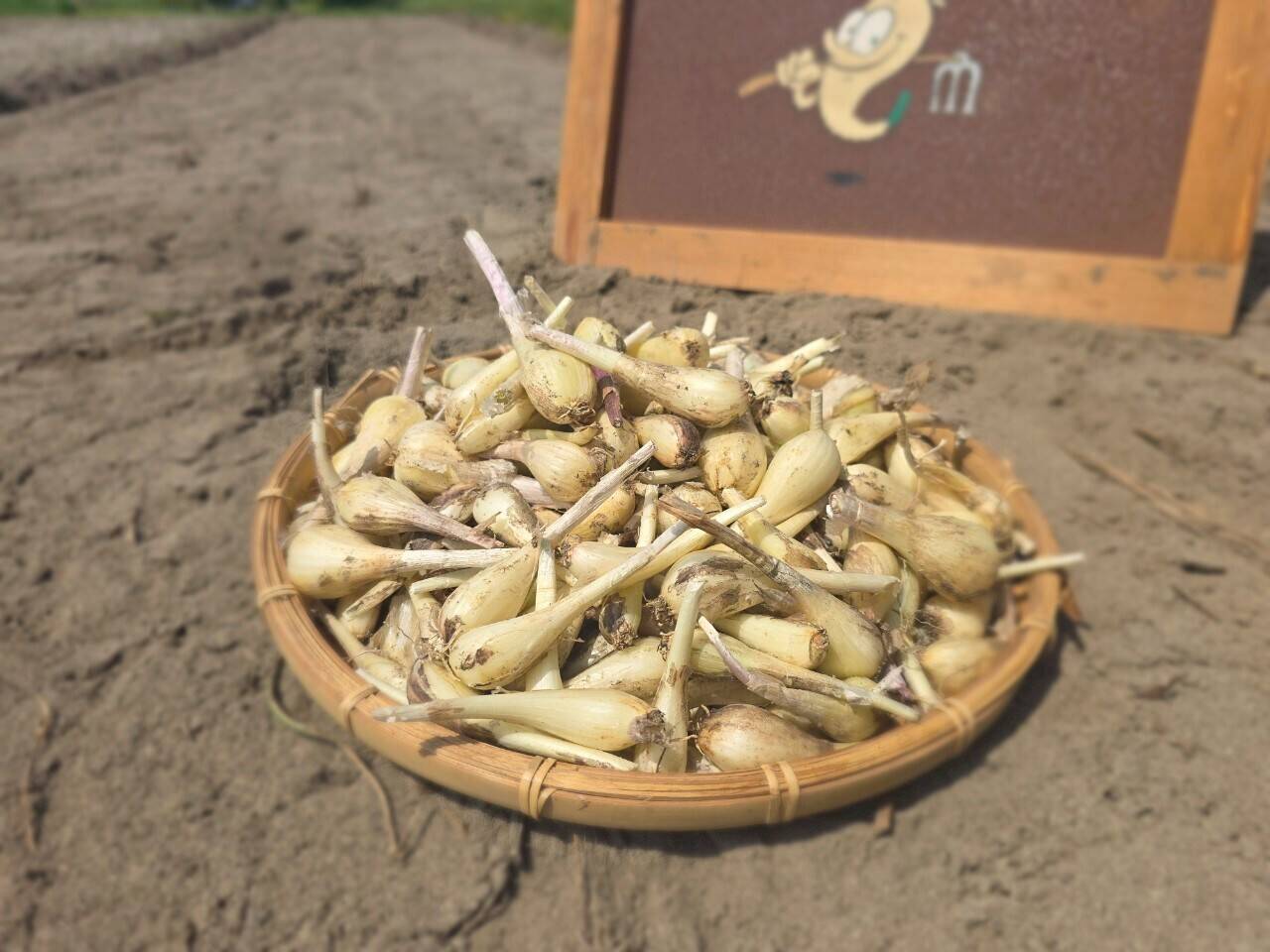 10kgの島らっきょう 沖縄備瀬産 畑直送 （Itosto / 【沖縄から
