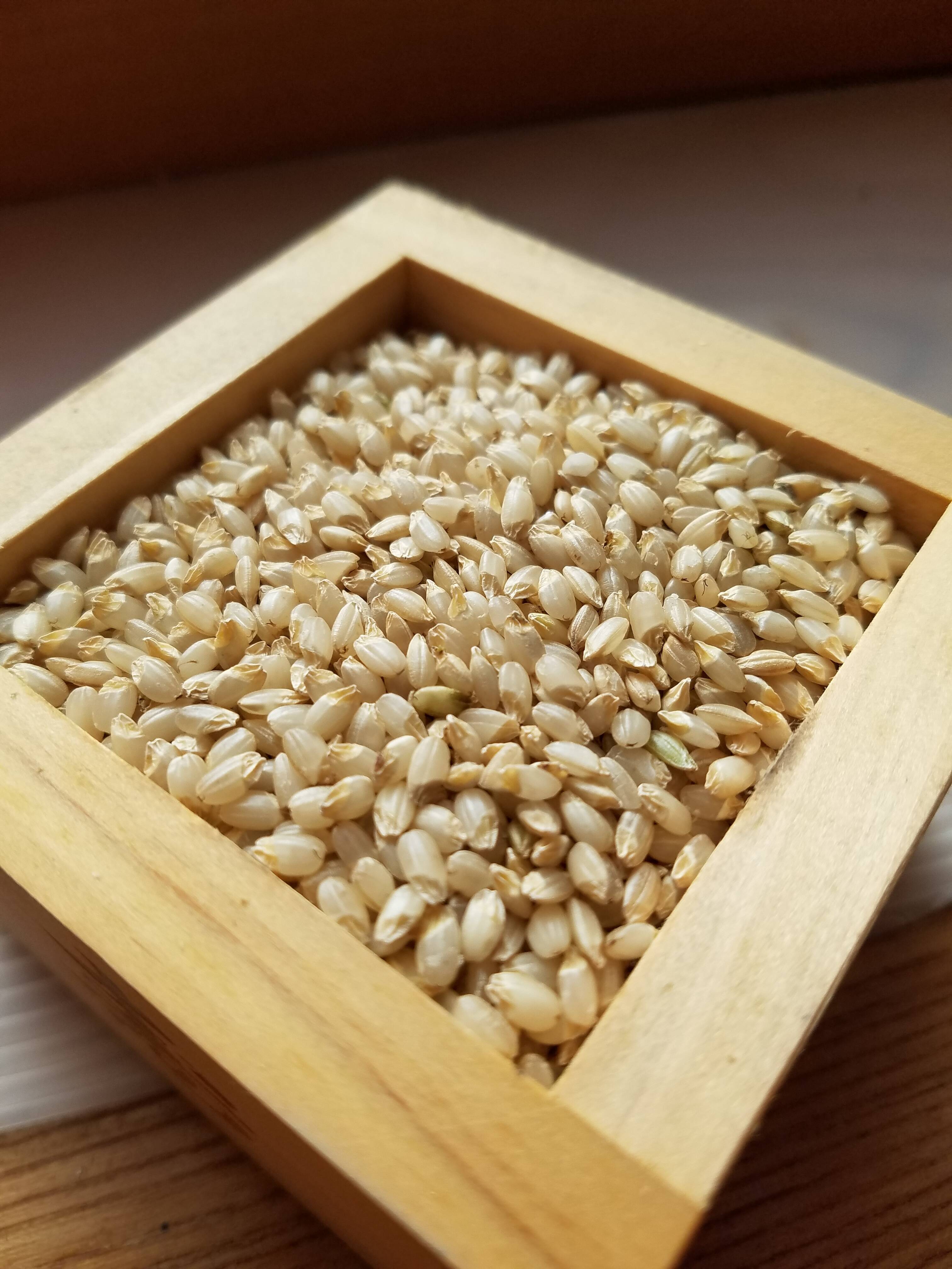 宮城県登米産 令和7年産新米 金のいぶき 2キロ：宮城県産の金のいぶき