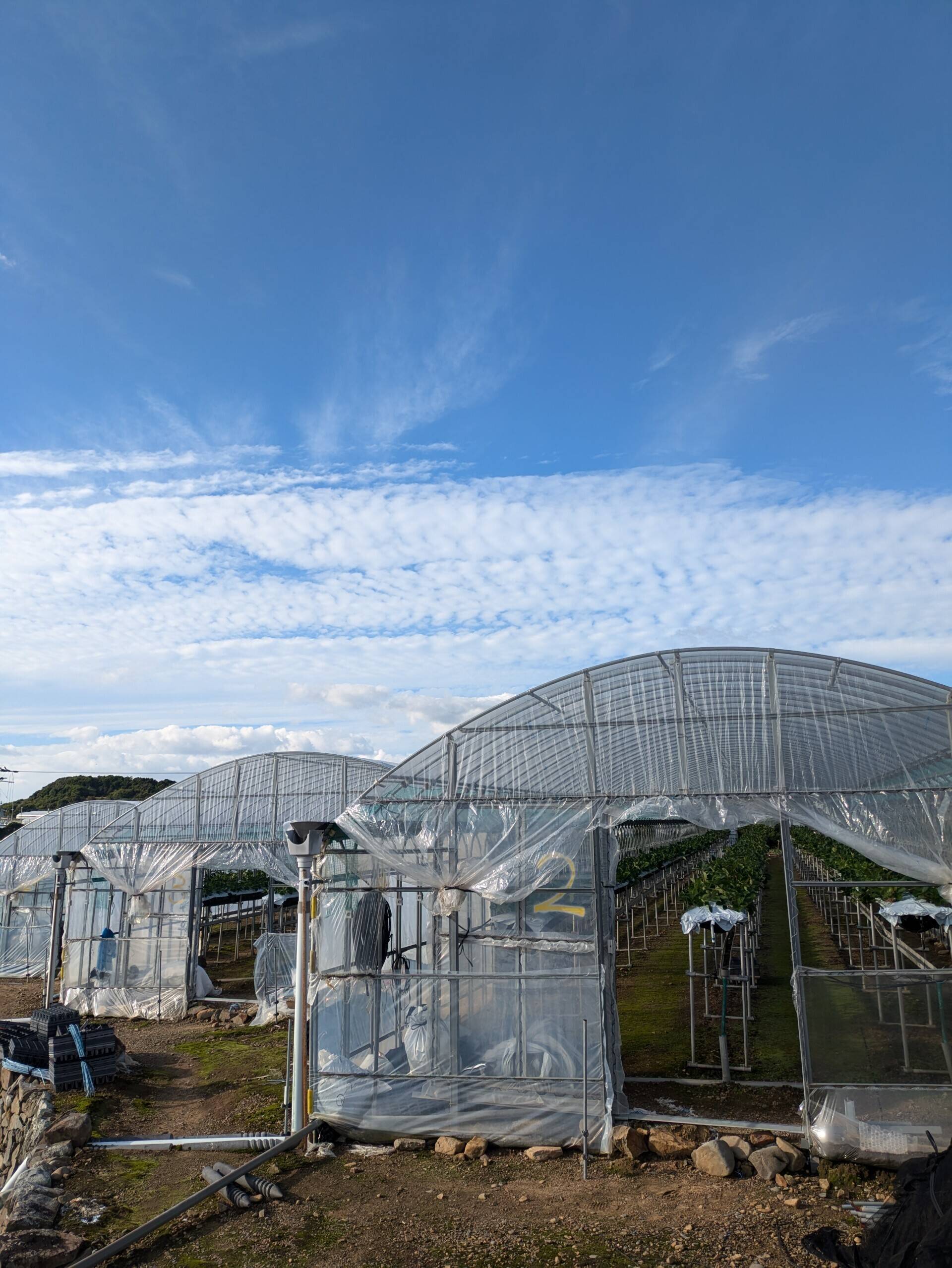 NOPPY農園へのレビュー・商品：和歌山県｜食べチョク｜産地直送(産直