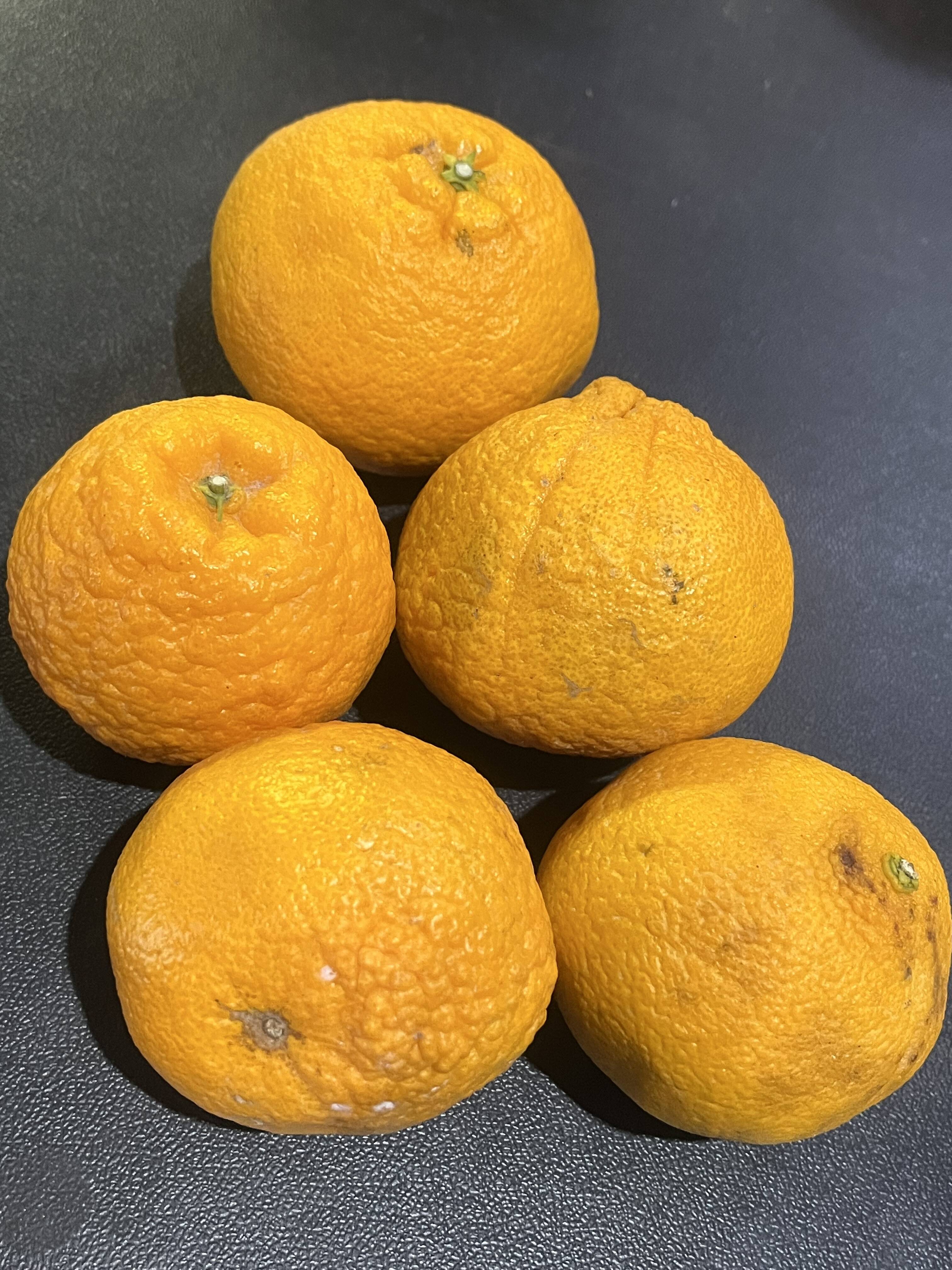 訳あり不知火(デコポン)同品種10kg：愛媛県産のみかん・柑橘類｜食べ