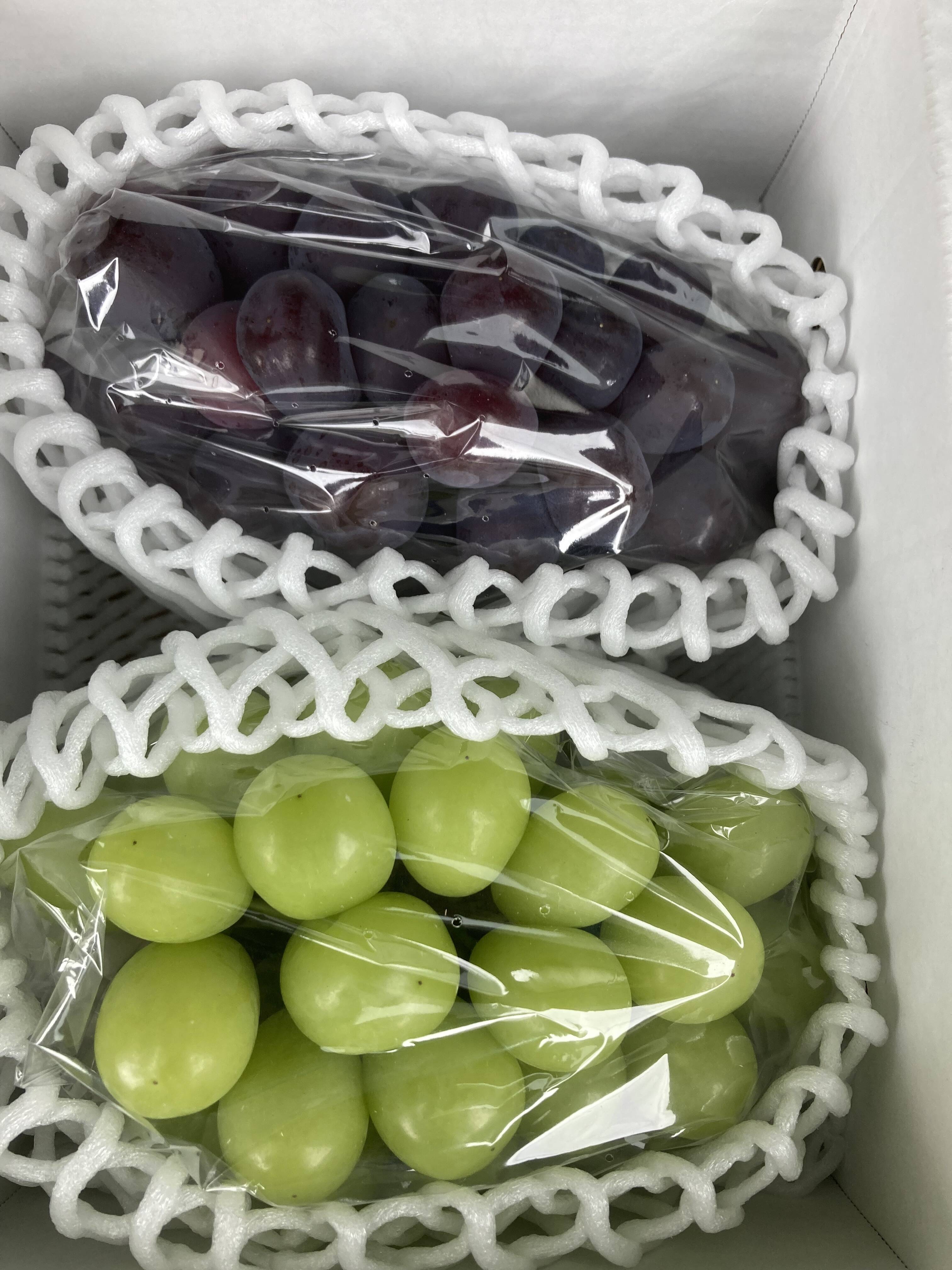 富士の輝き ぶどう 2房セット 苗木】富士の輝® 限定2本セット品【予約商品】【11月便