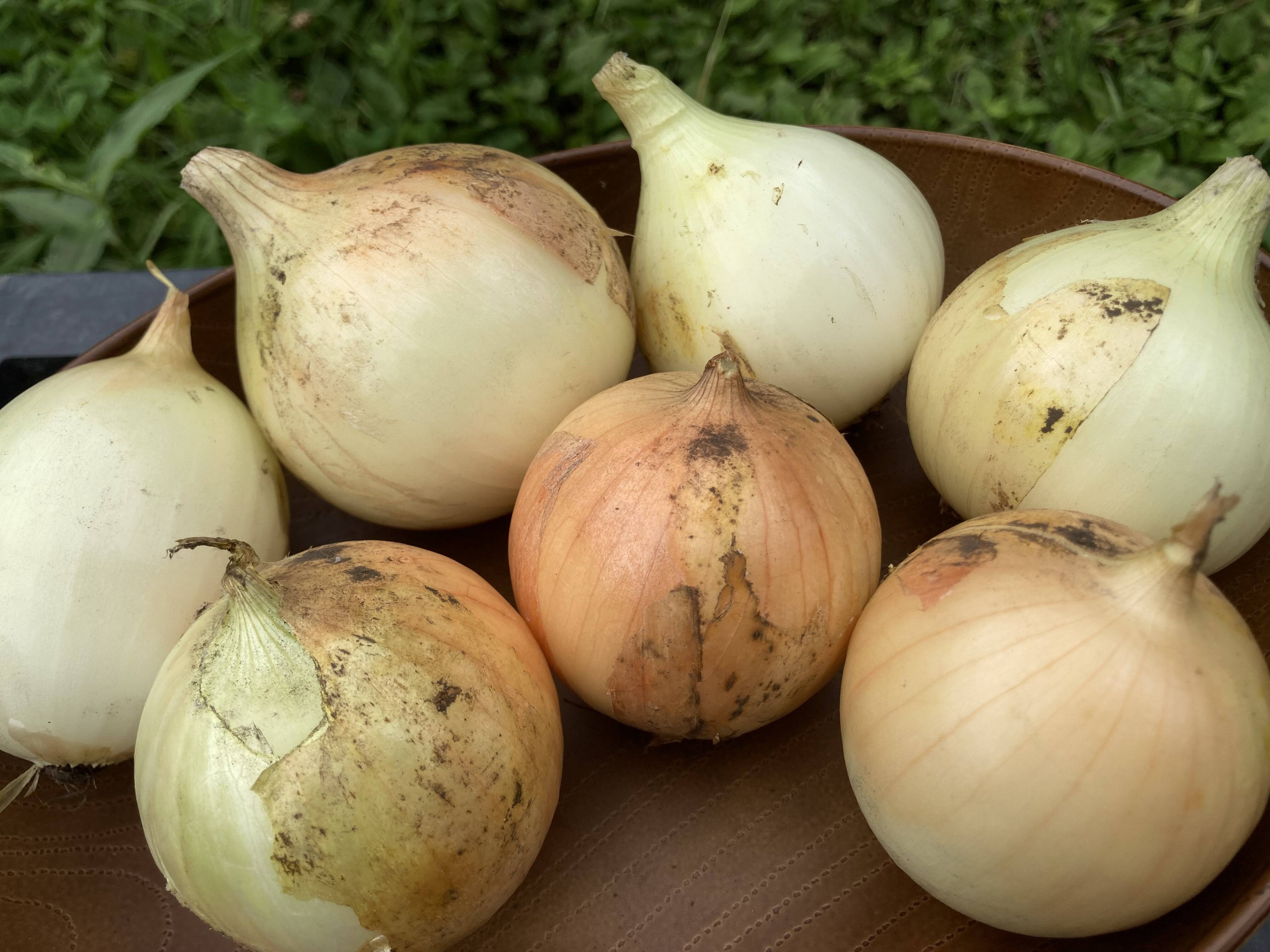 農薬・化学肥料不使用】MOA自然農法で育った玉ねぎ 5kg：青森県産の