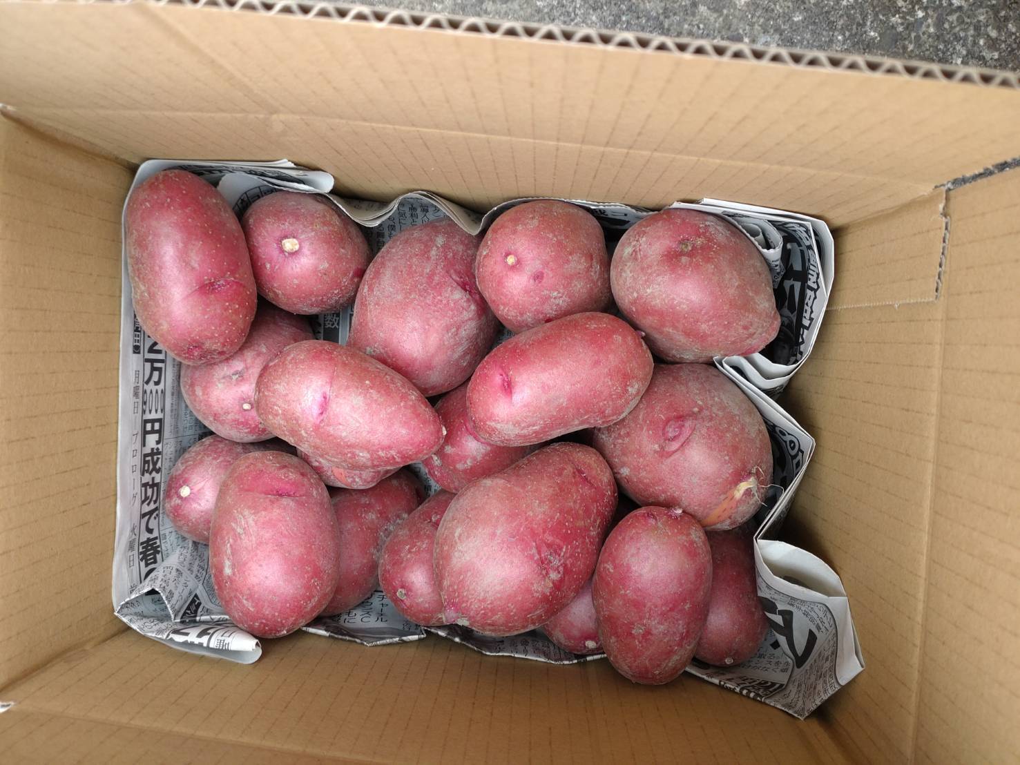 新ジャガ レッドムーン 2kg：奈良県産のレッドムーン｜食べチョク