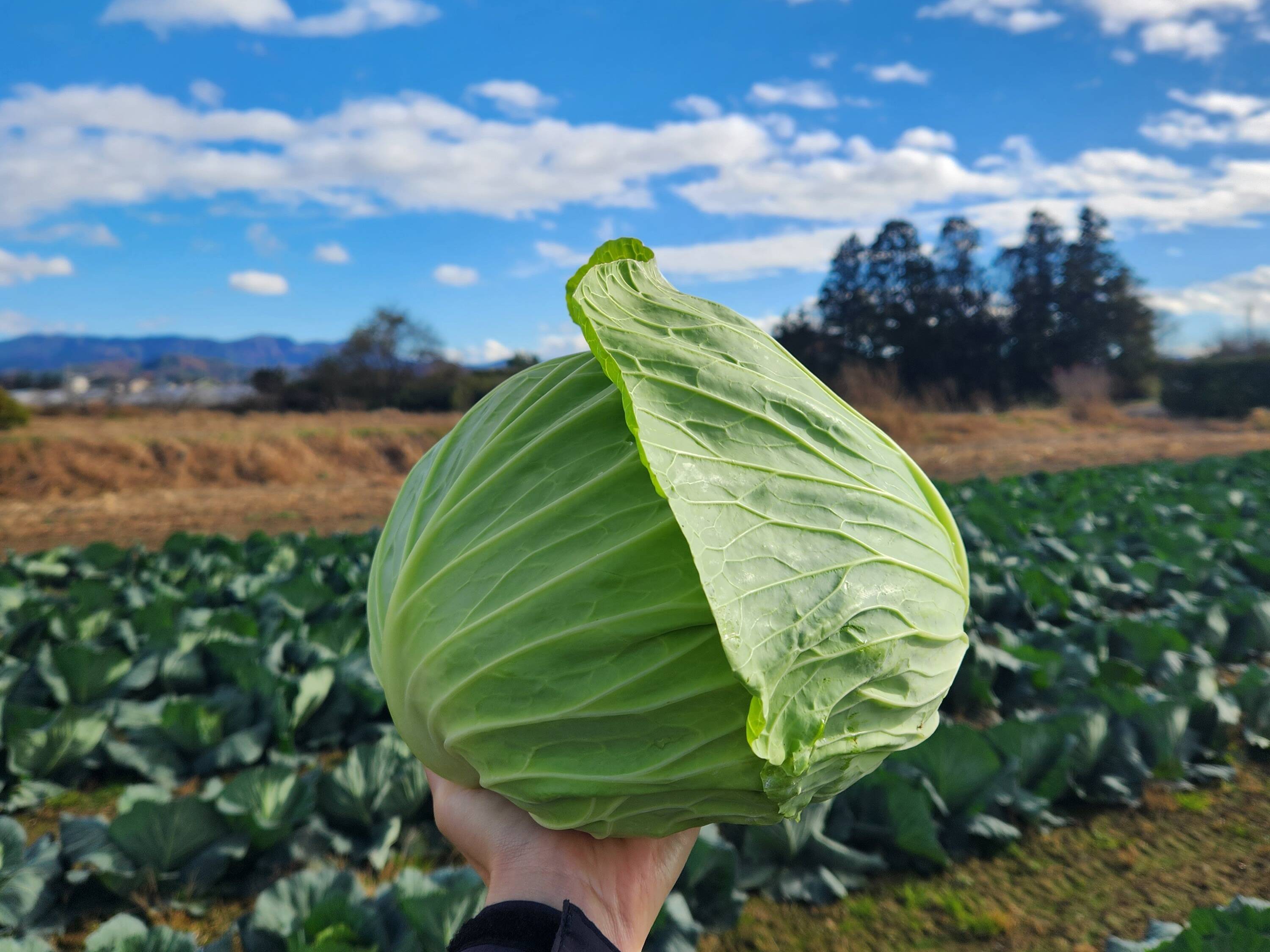 寒さであまい！冬キャベツ【銀次郎】3玉：福島県産のYR銀次郎｜食べ 