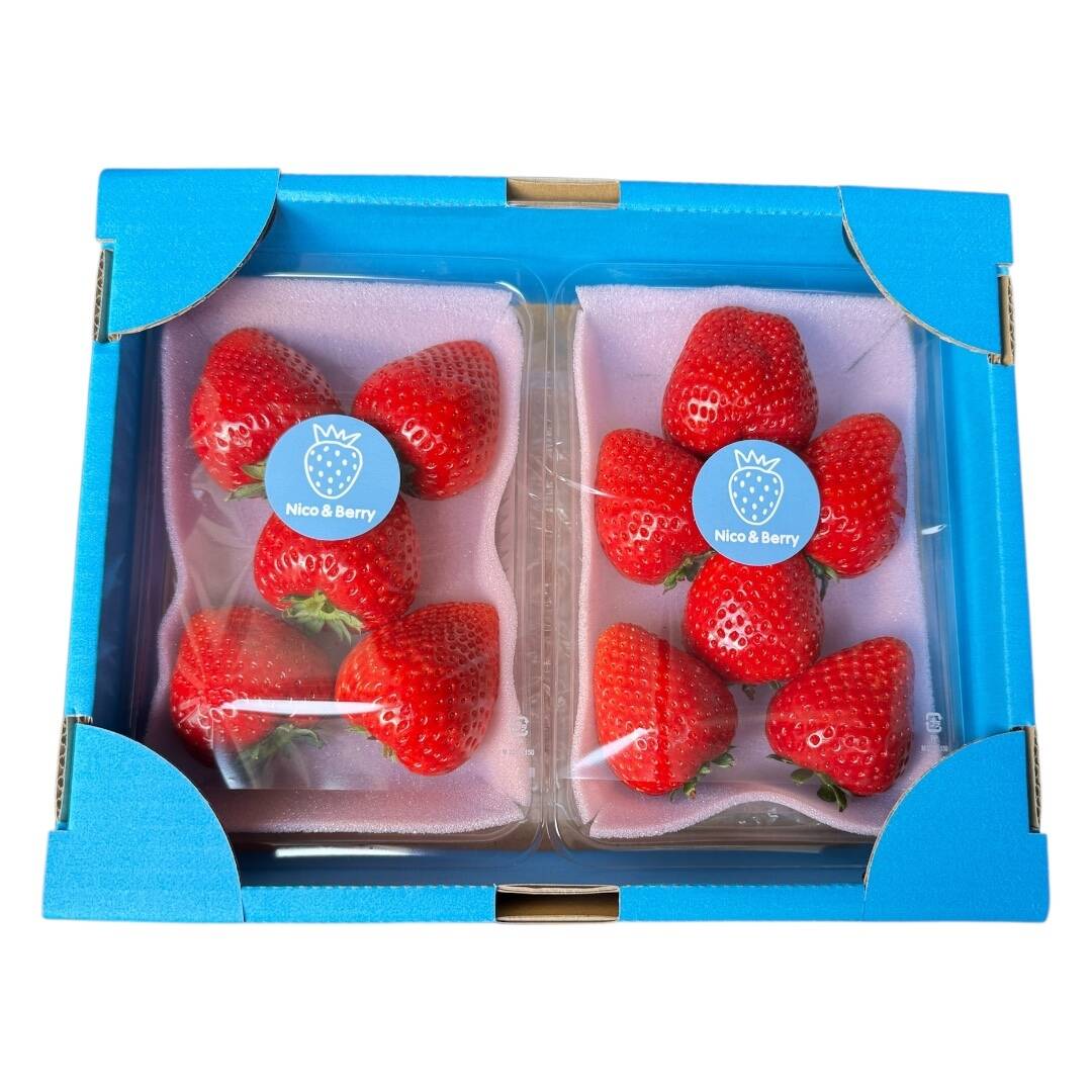 🍓希少な大玉！濃厚な甘さの完熟とちあいか｜栃木県宇都宮市産：栃木県