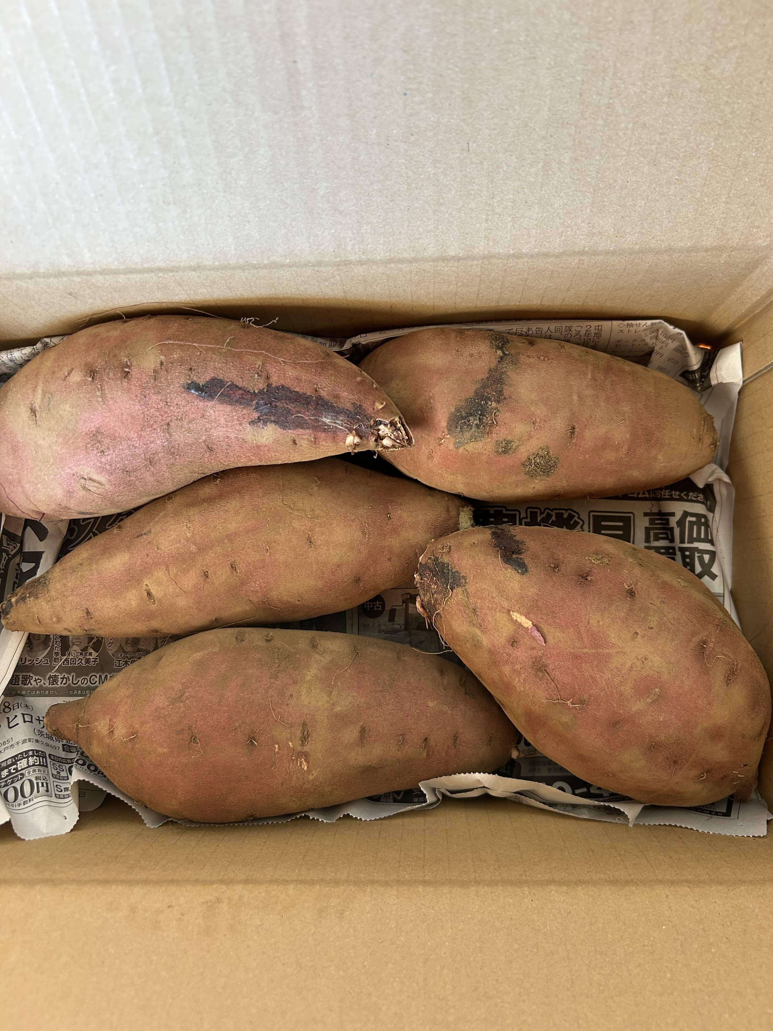 栗かぐや３００本シルク300本はるか300アズマ100 希少！新品種🍠】新物栗かぐや土付き（S〜Mサイズ3kg）：千葉県産の栗