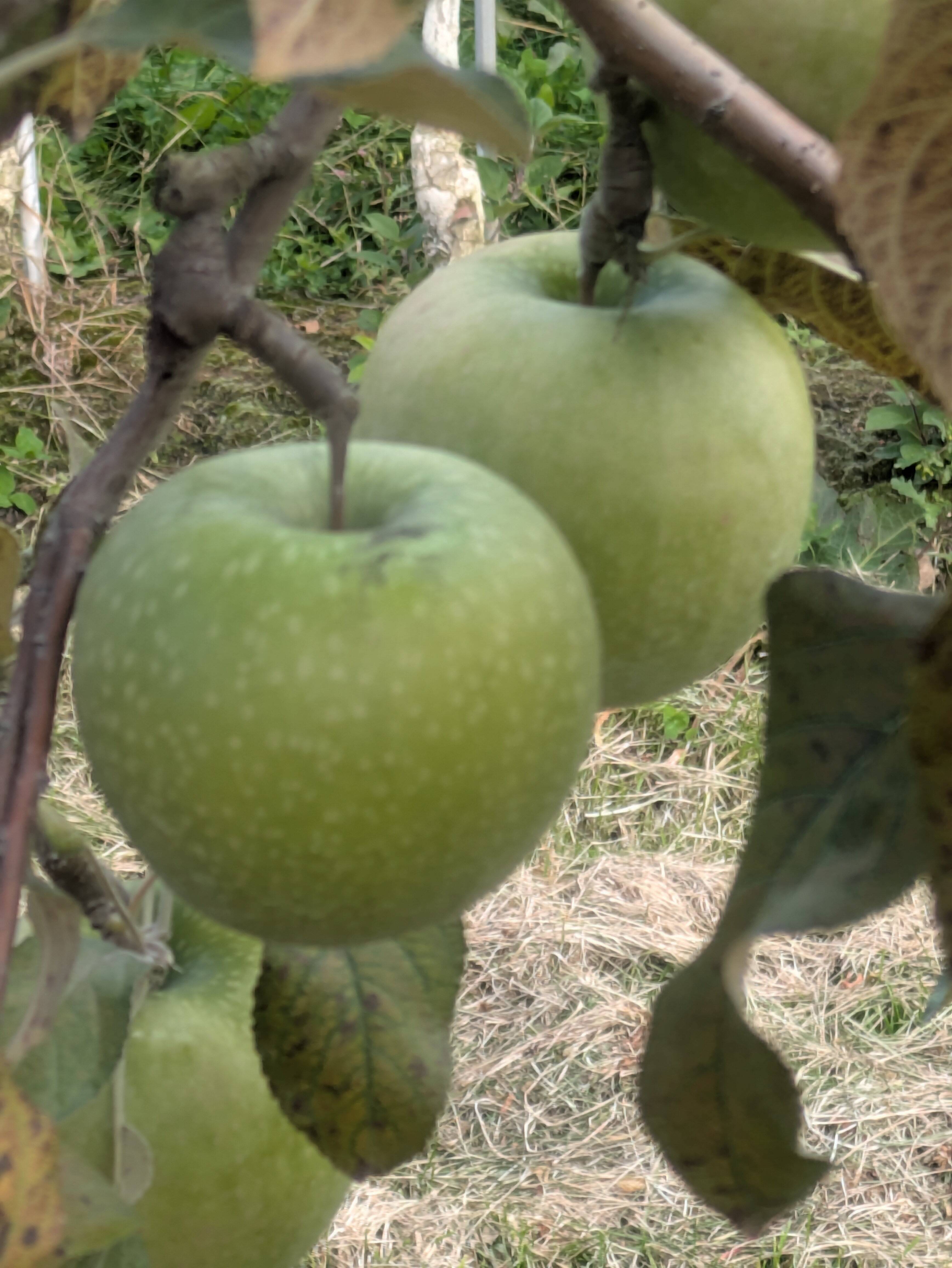 アップルパイにはこのりんご！グラニースミス 約3kg：長野県産の