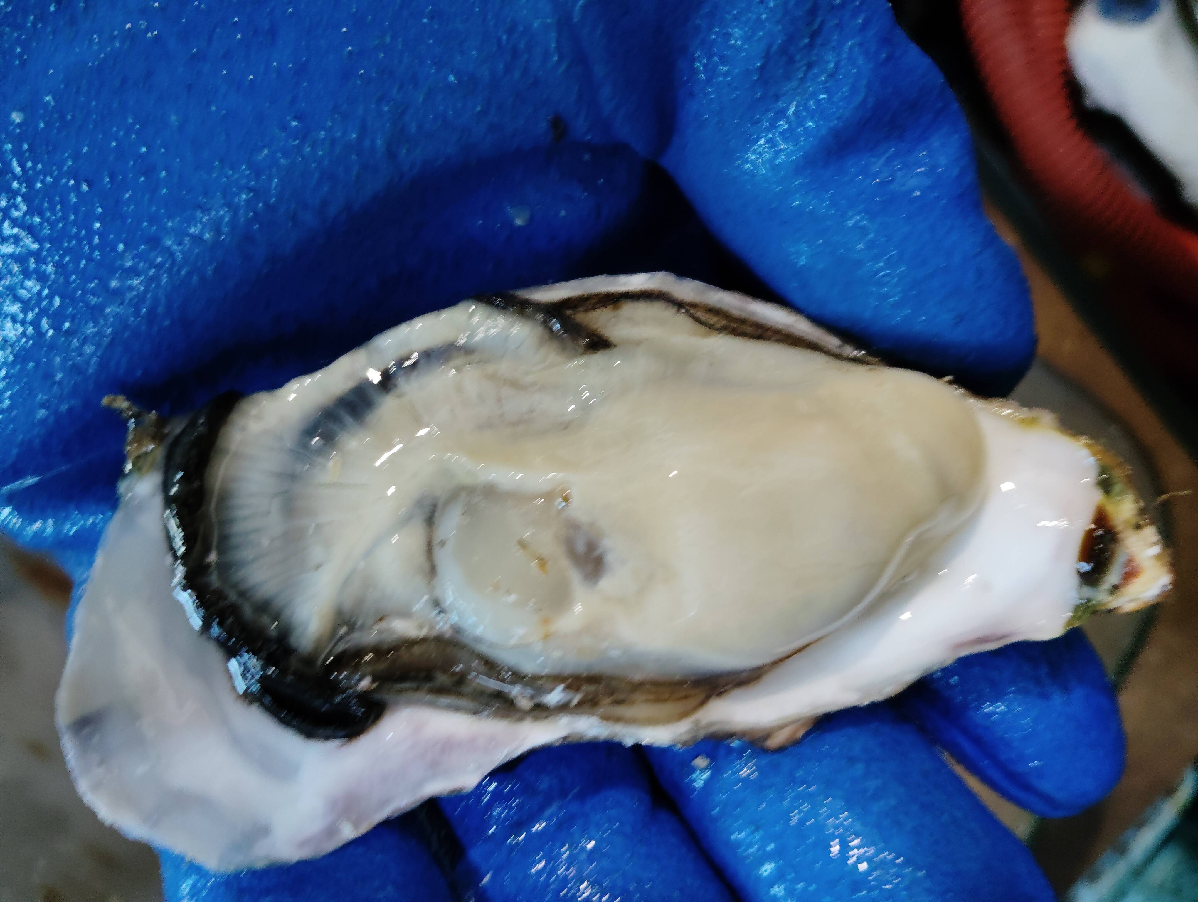 旬』到来！ バラ牡蠣 生食用 10kg （70個から90個くらい）：北海道産の