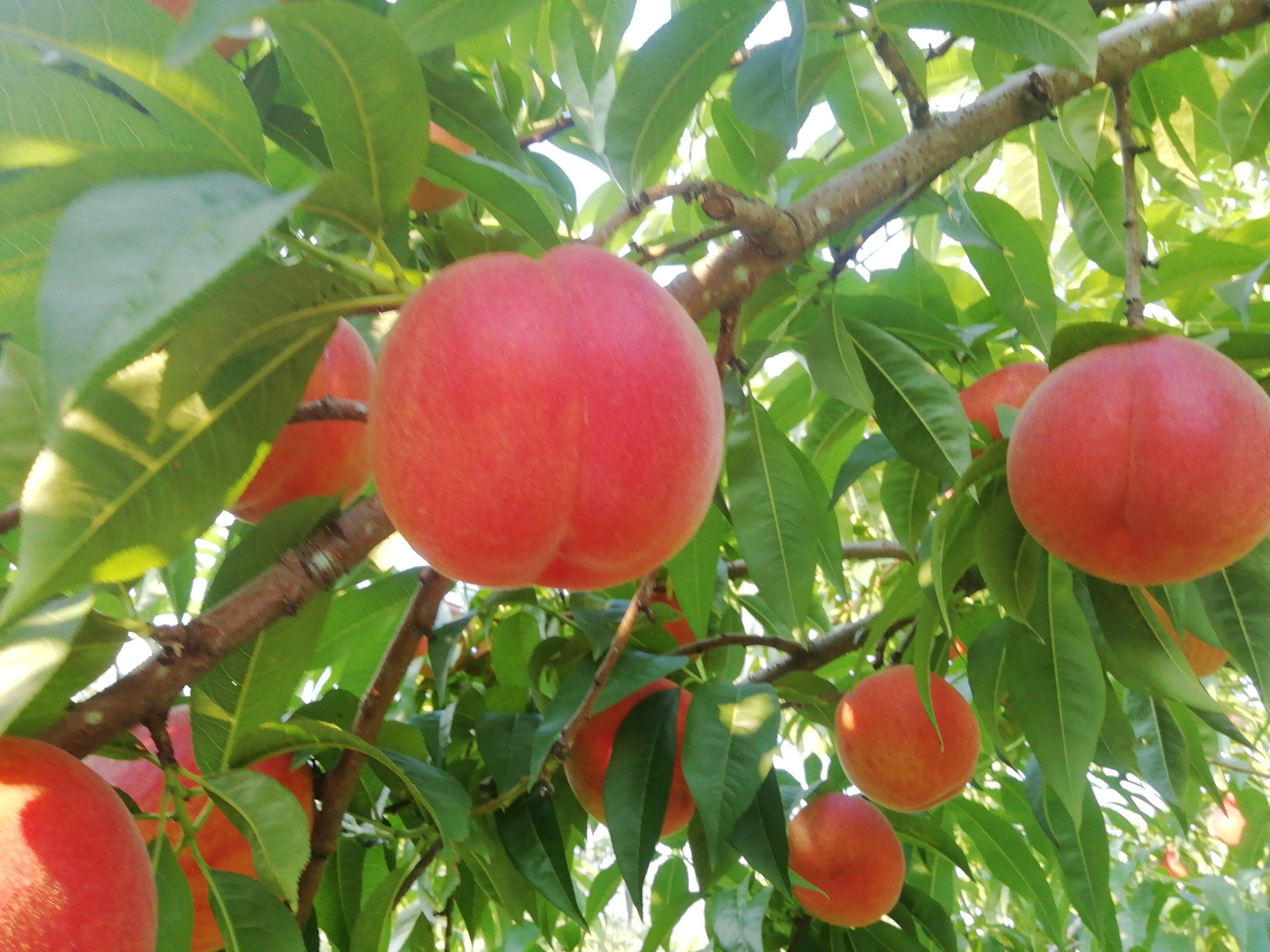 白鳳 夏の桃の定番 ご好評販売中の早生品種 家庭専用・訳あり 2.8キロ