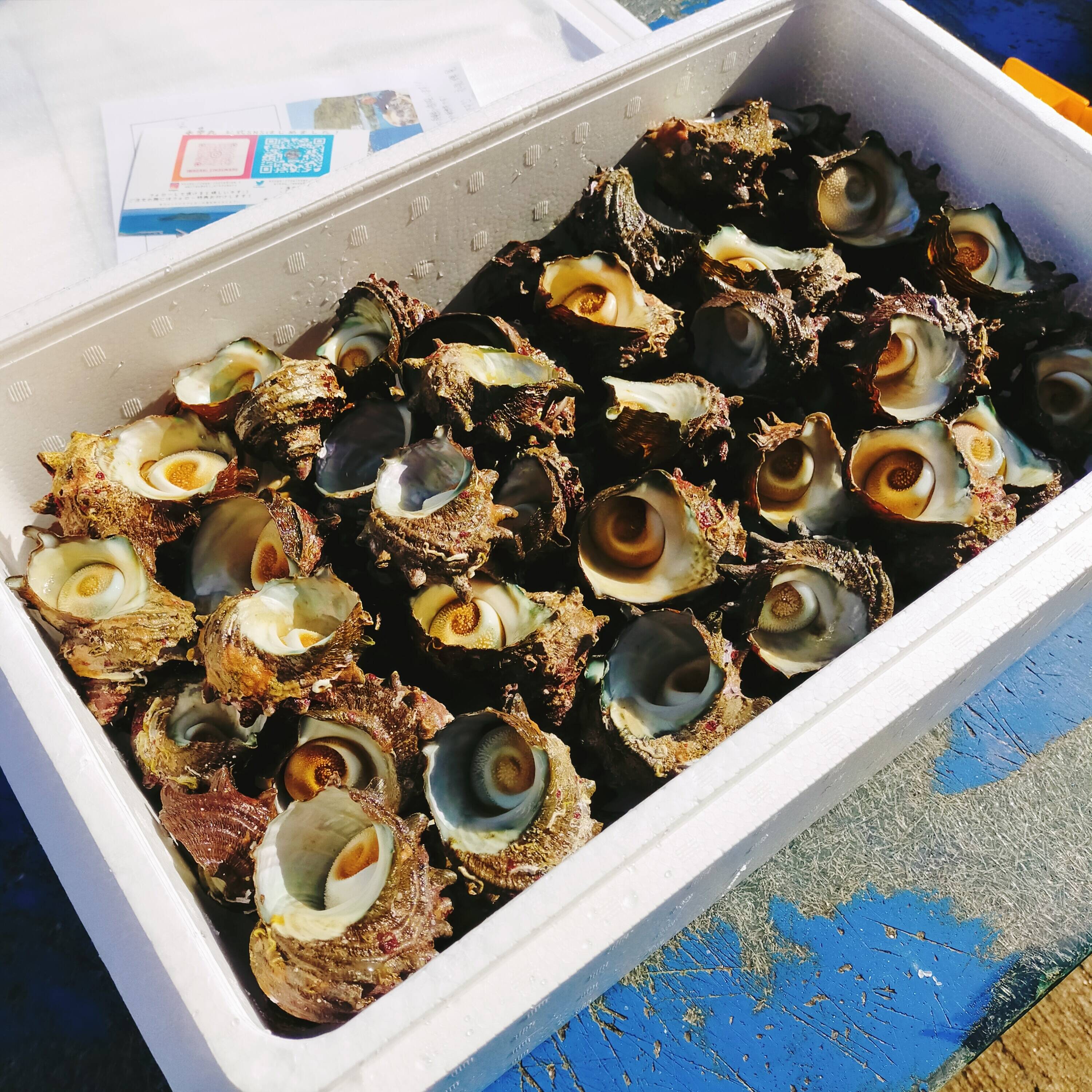 サザエ　５ｋｇ 冬ギフト】活き活きサザエさん5キロ：島根県産のサザエ｜食べ