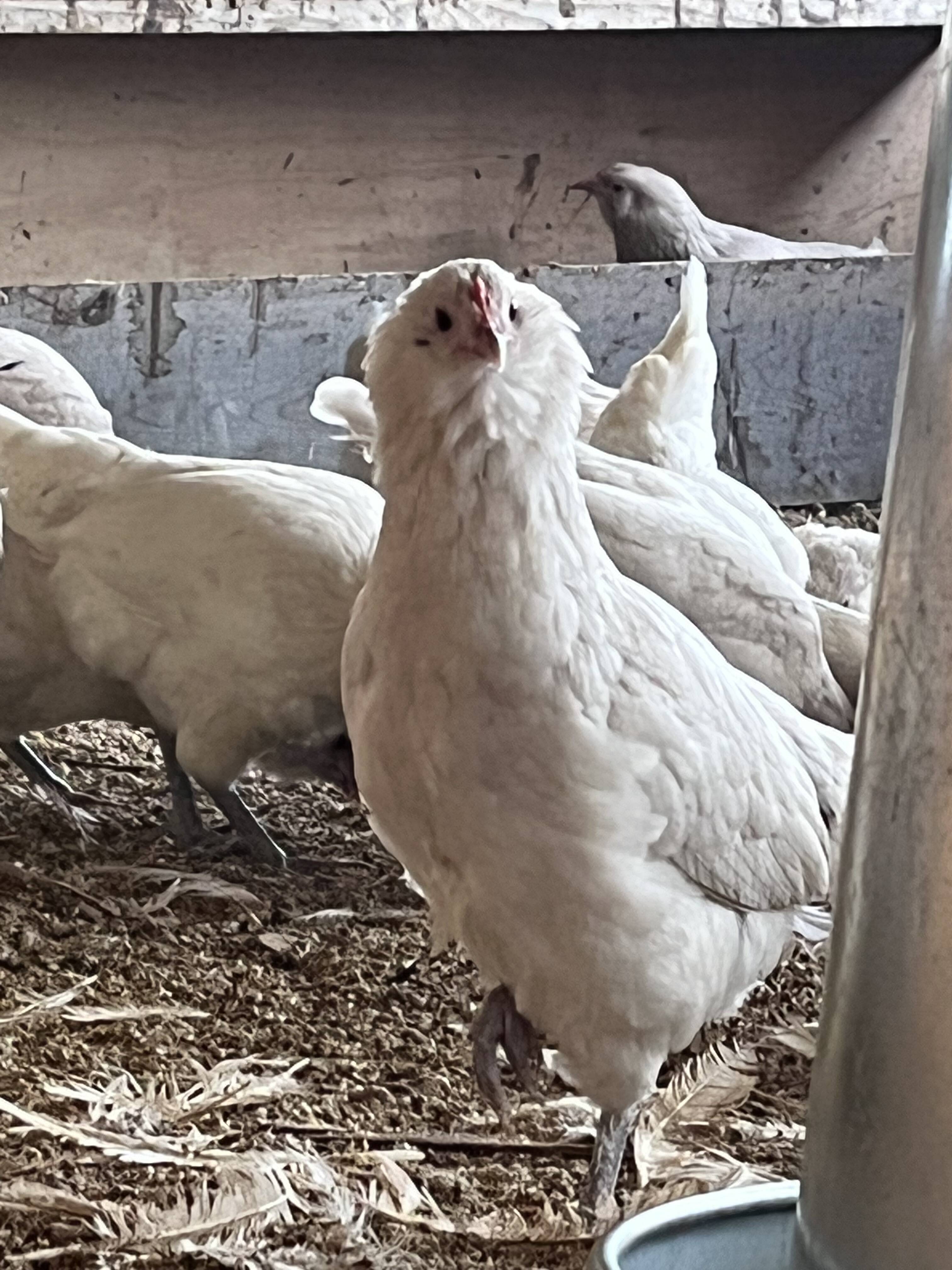 幸せの青いたまご‼️ アローカナのたまご、10個入り2パックセット：岐阜県産の平飼い｜食べチョク｜産地直送(産直)お取り寄せ通販 -  農家・漁師から旬の食材を直送