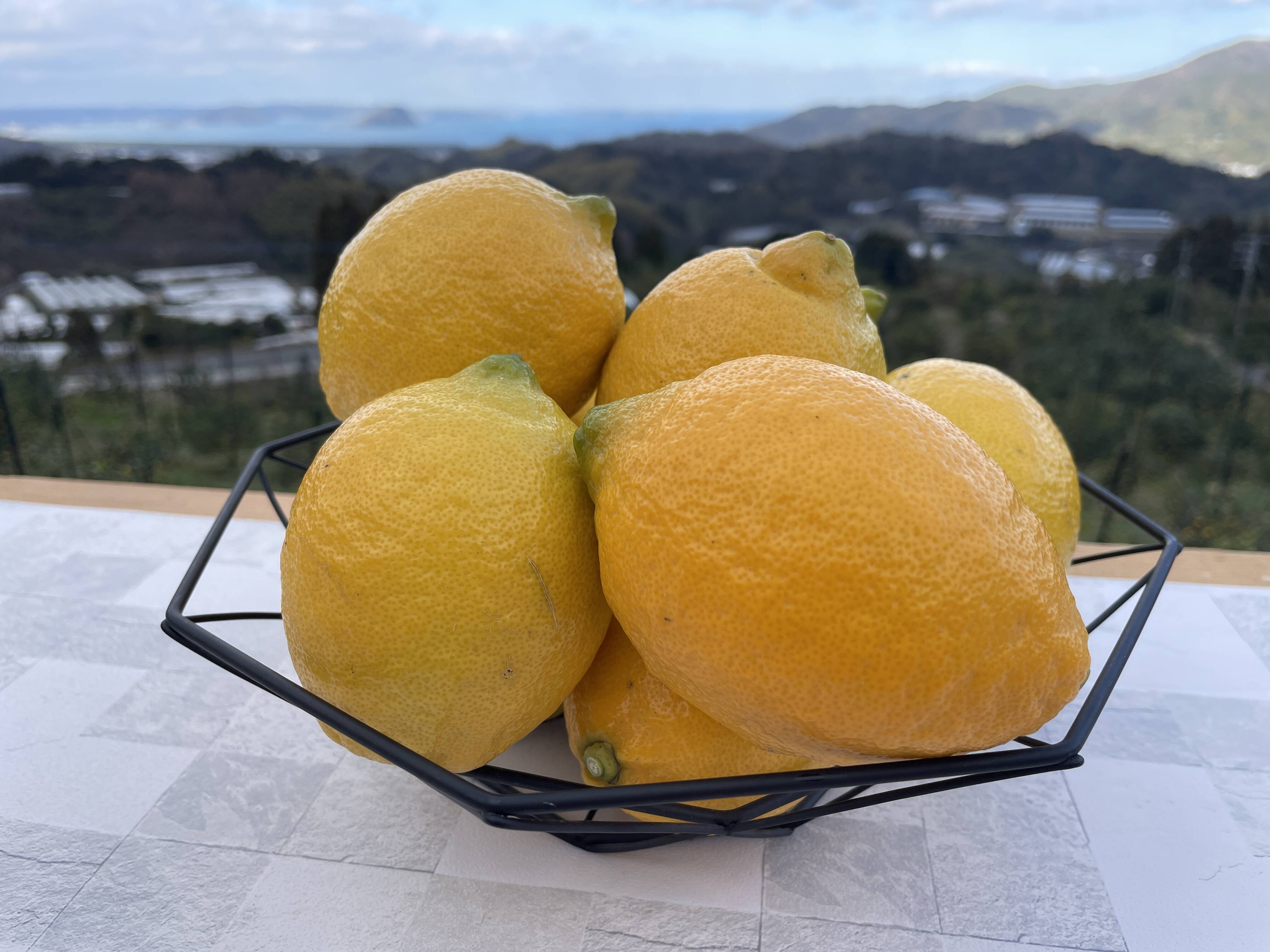 令和8年大雪や雹によるレモン・柑橘被害支援プログラム300円寄付