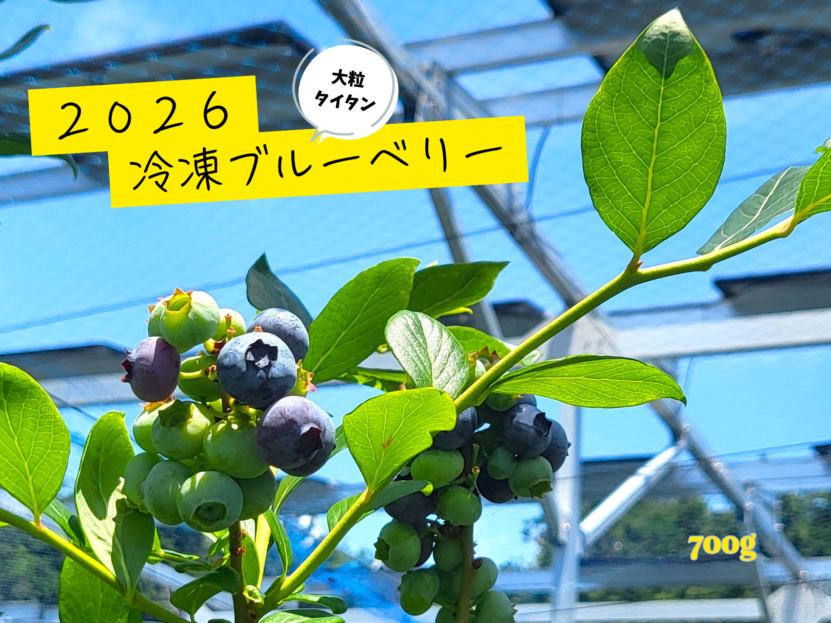 超大粒！農薬不使用！2026そのまま冷凍ブルーベリー(700g)：静岡県産の