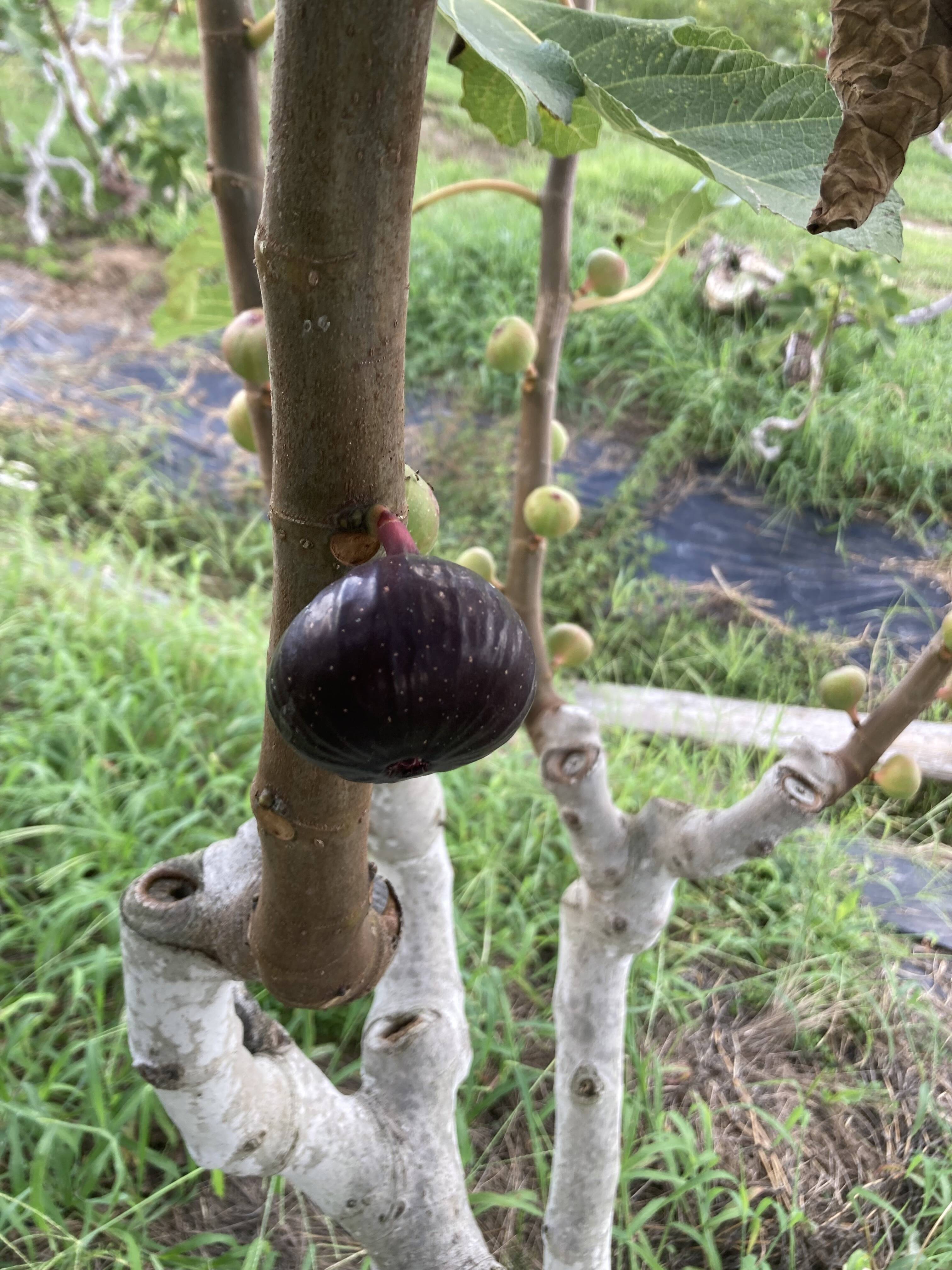 ビオレソリエス（黒いちじく） 露地栽培 農薬不使用 予約販売 注文順に