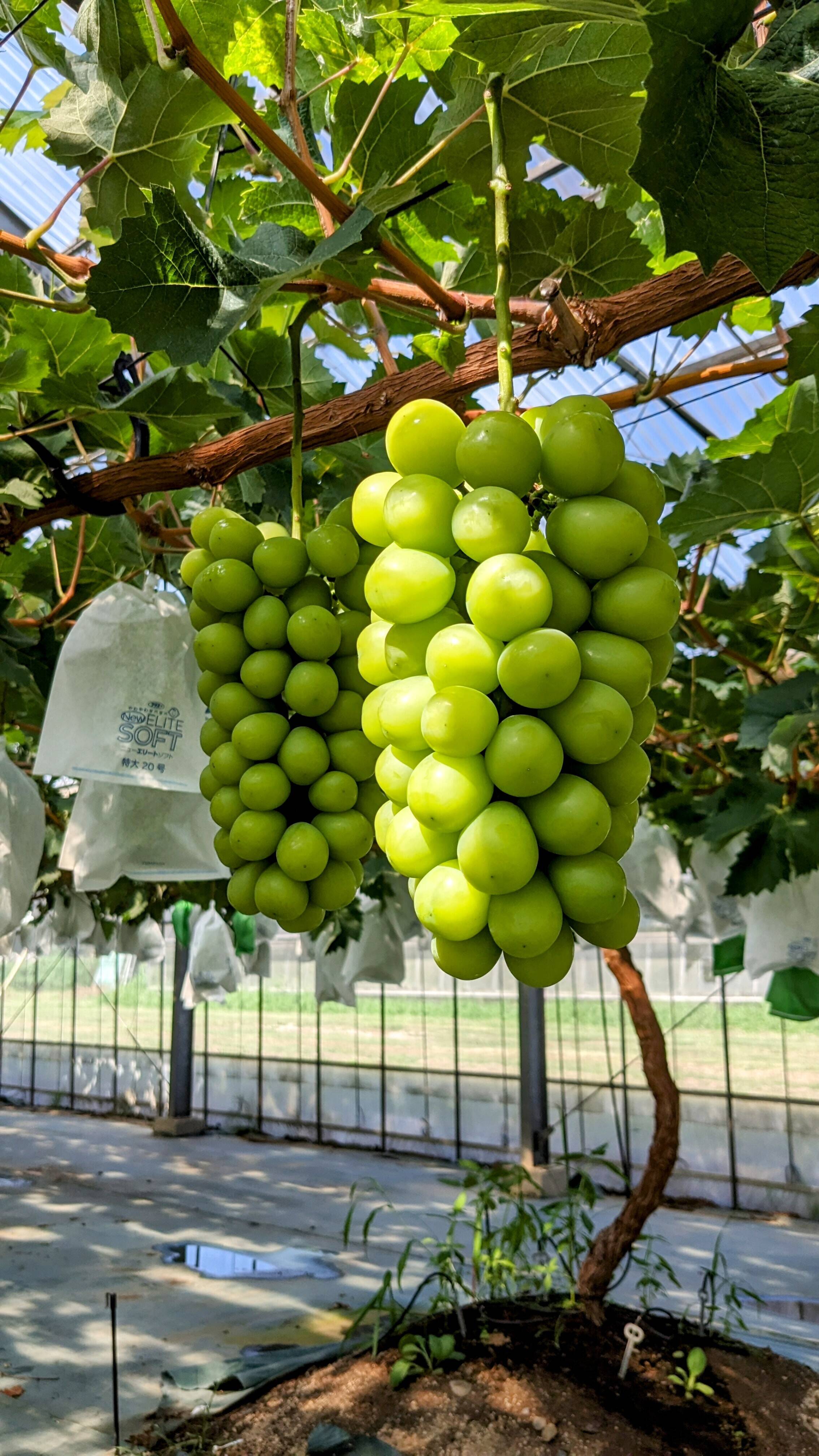 糖度20超！とまらなくなるシャインマスカット2房、計1.5kg：茨城県産の